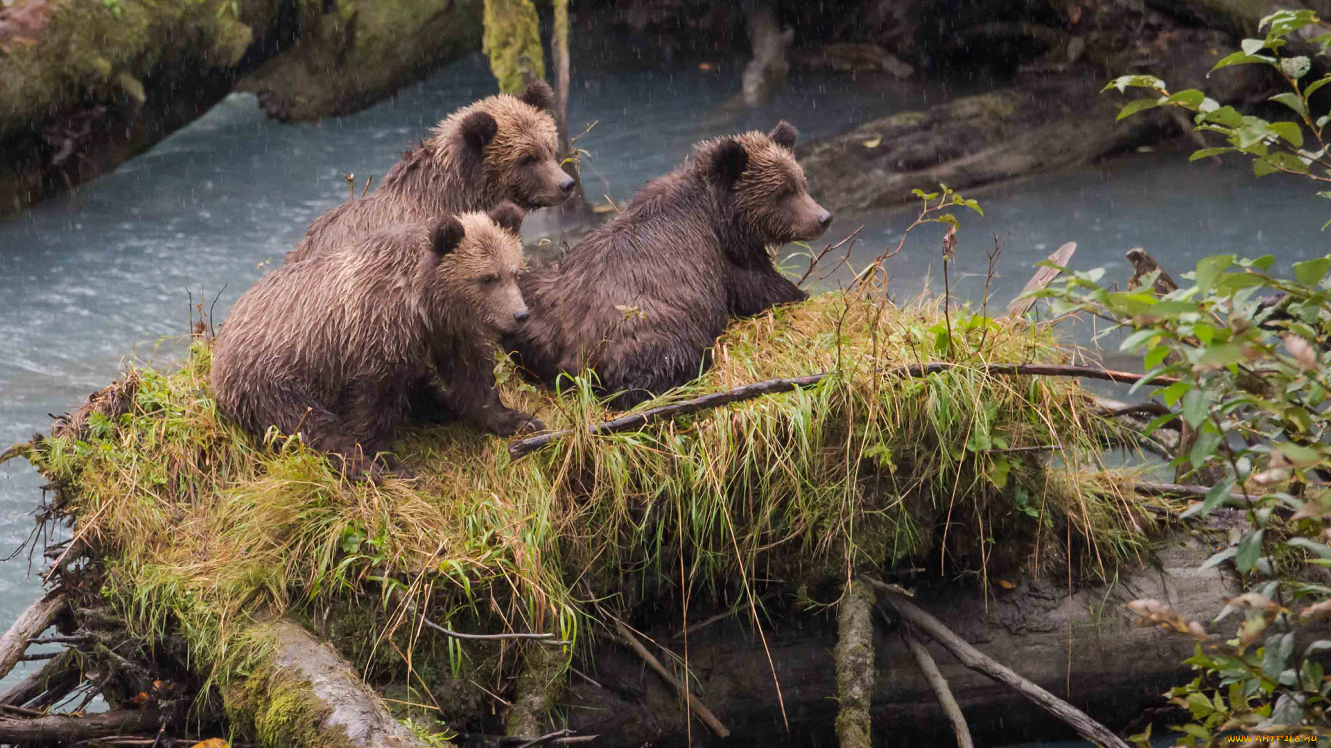 животные, медведи, медвежата