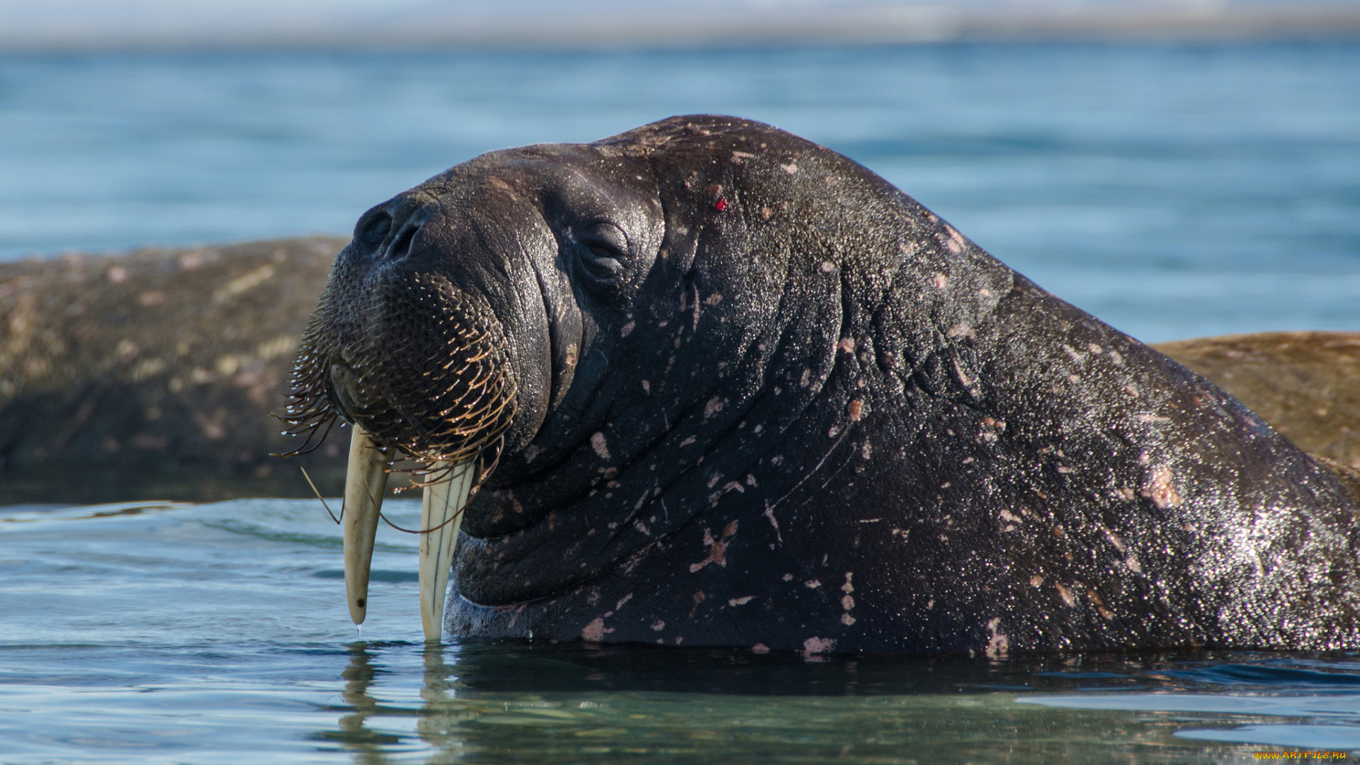 животные, моржи, морж, клыки, млекопитающее, ластоногие