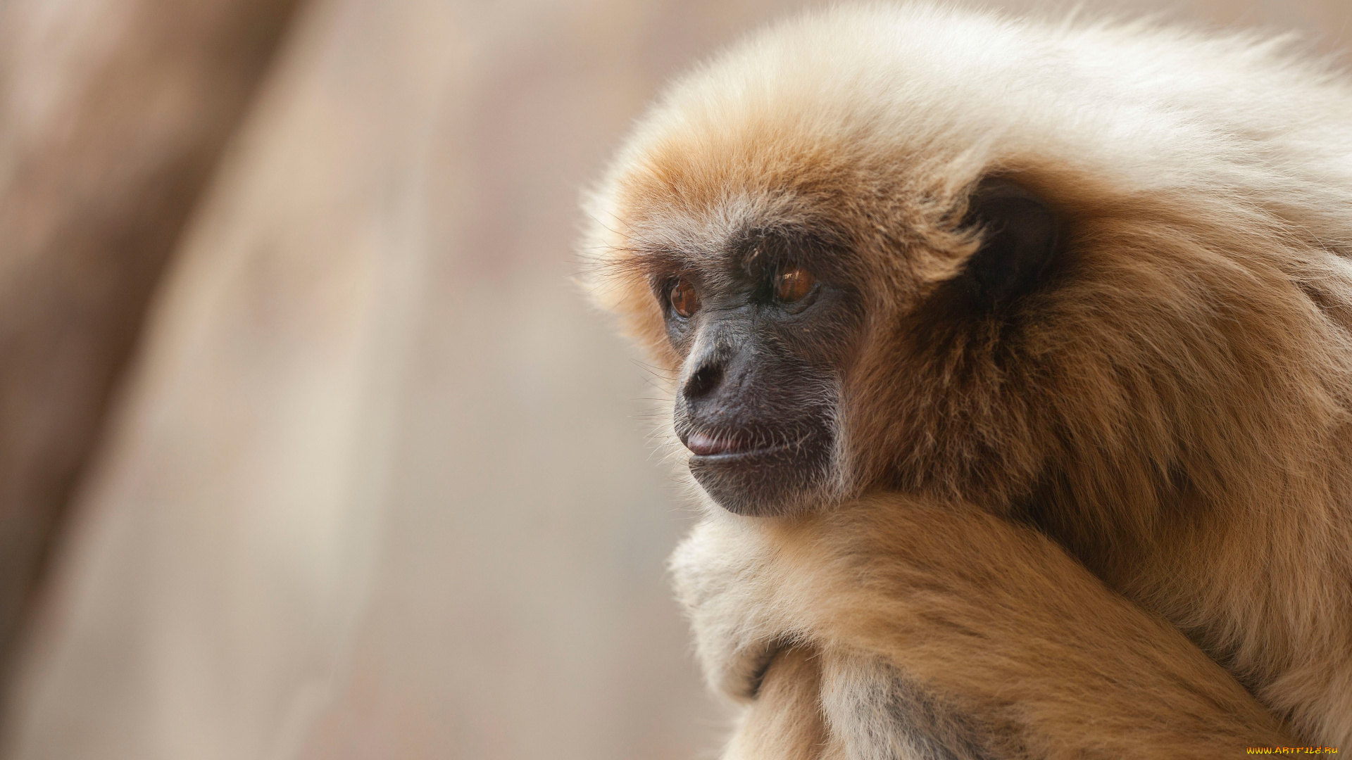 животные, обезьяны, обезьяна, приматы, млекопитающие, сидит, думает