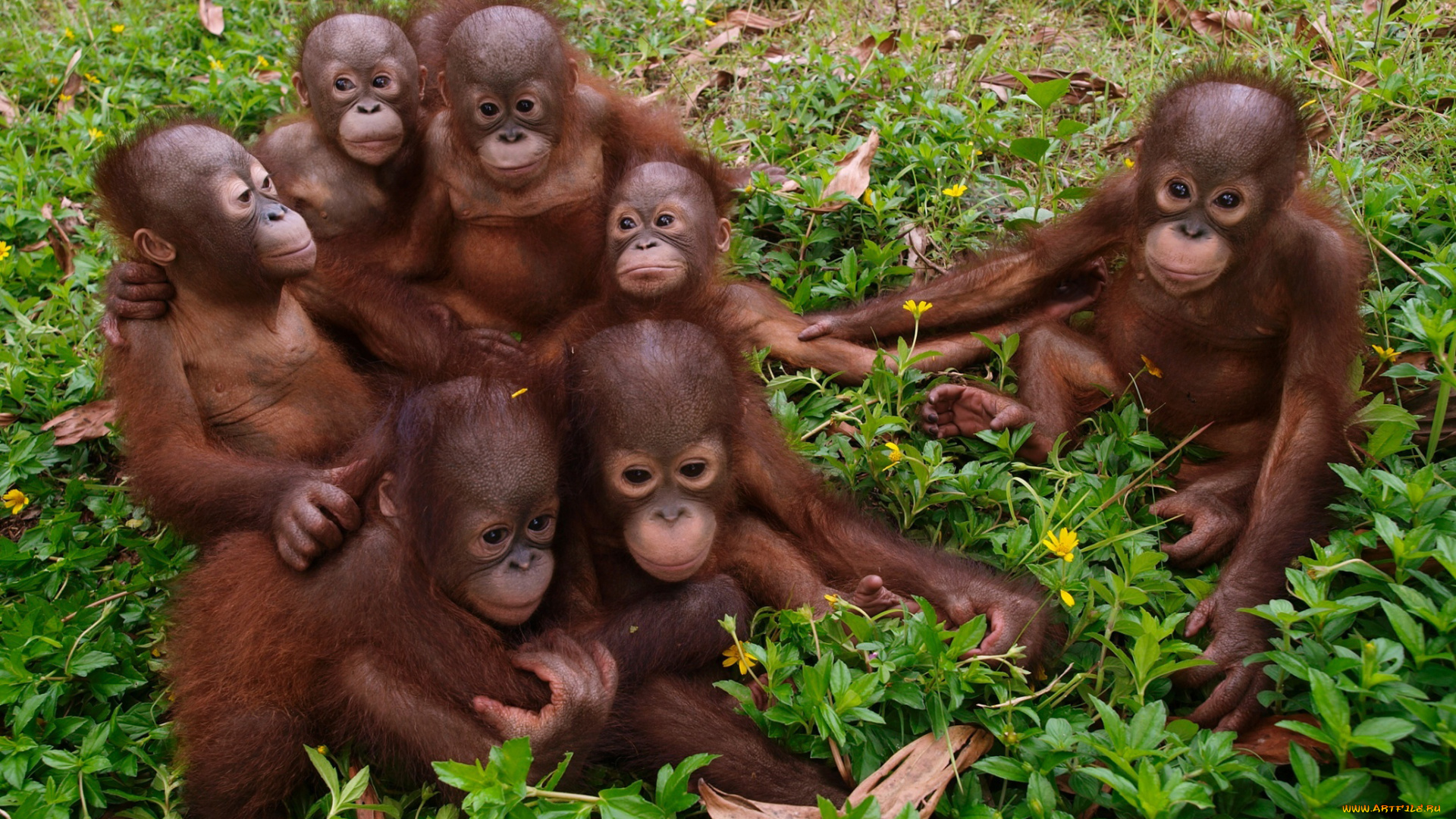 животные, обезьяны, орангутанги, детёныши, толпа