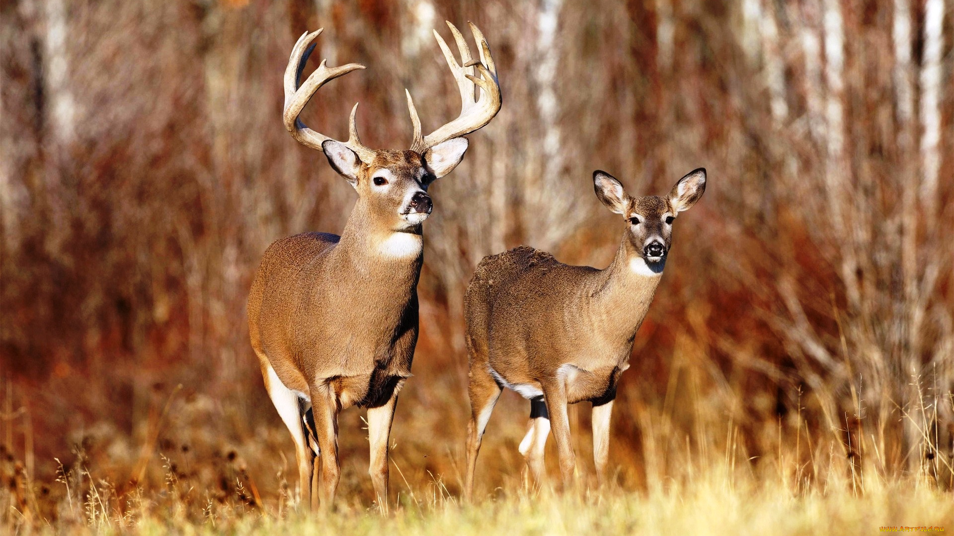 животные, олени, трава, осень, лес