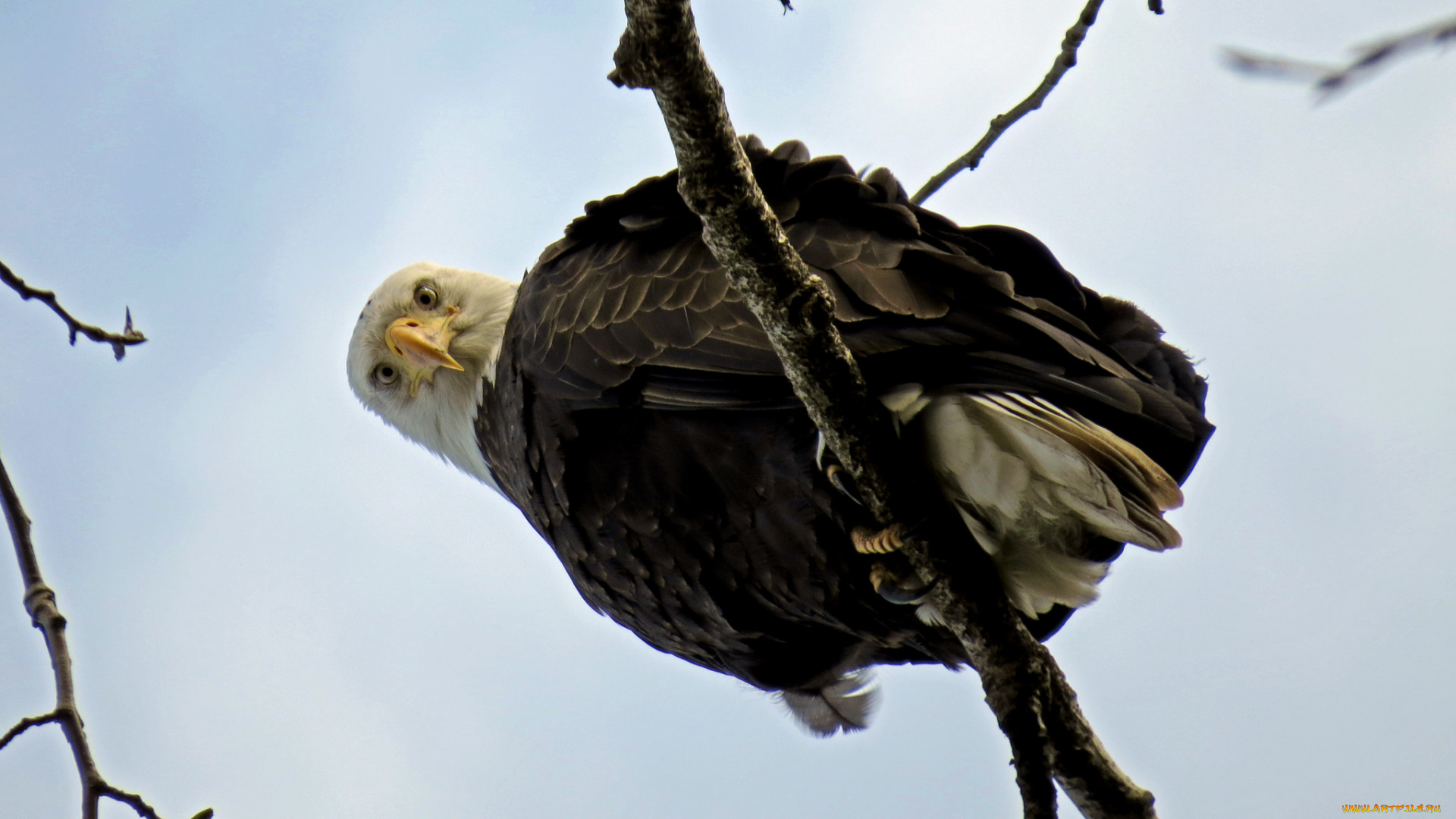 животные, птицы, -, хищники, белоголовый, орлан