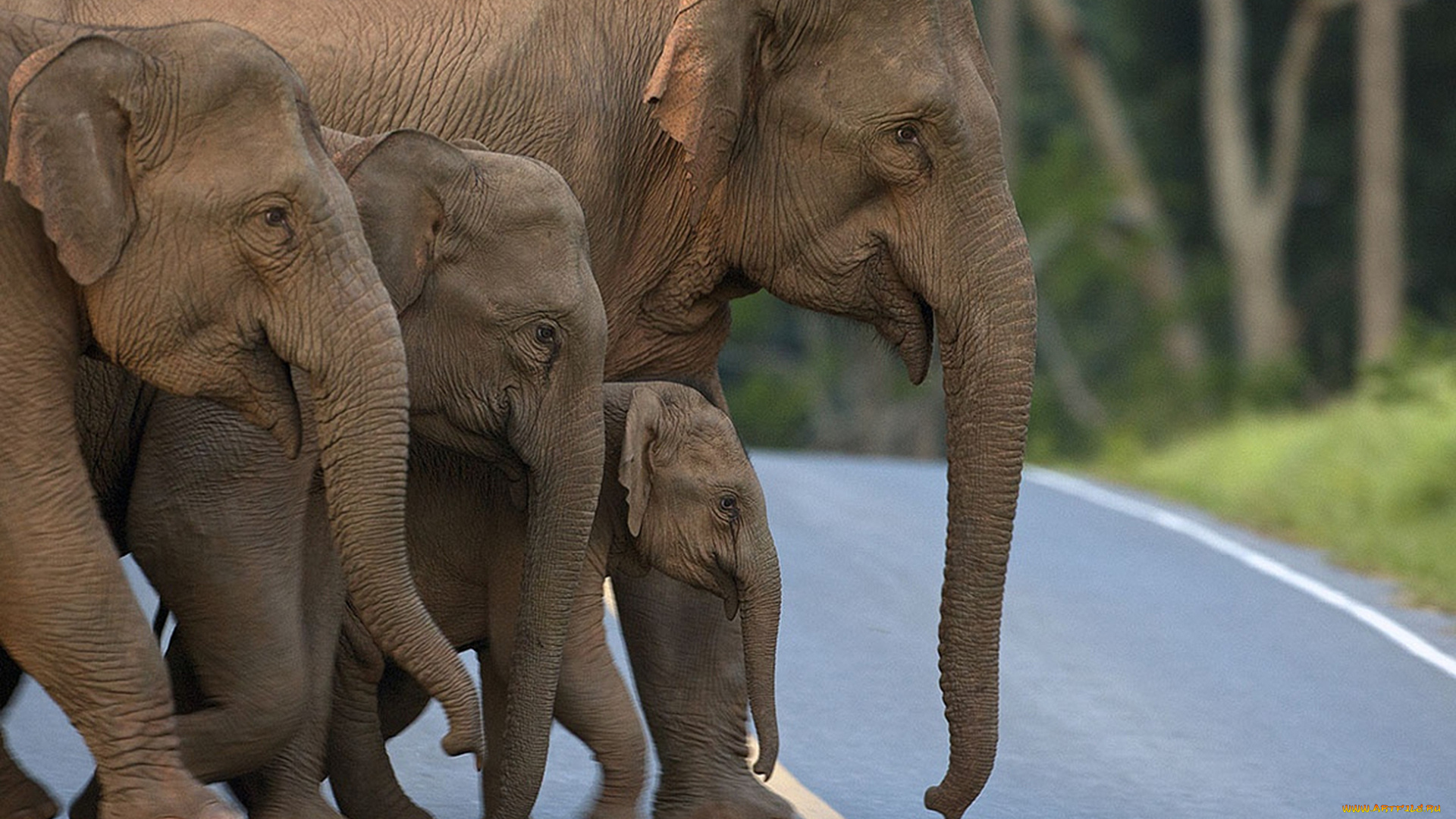 животные, слоны, elephants, переходят, дорогу, стадо