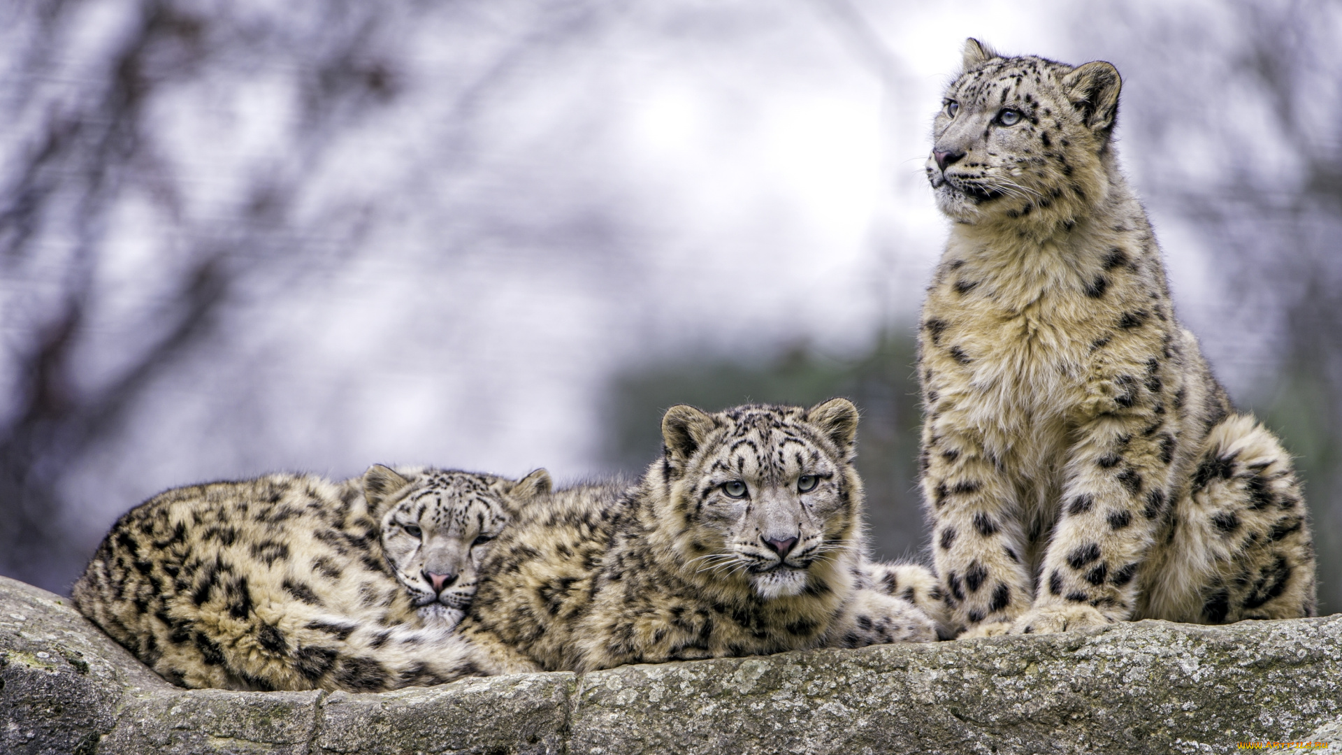 животные, снежный, барс, , ирбис