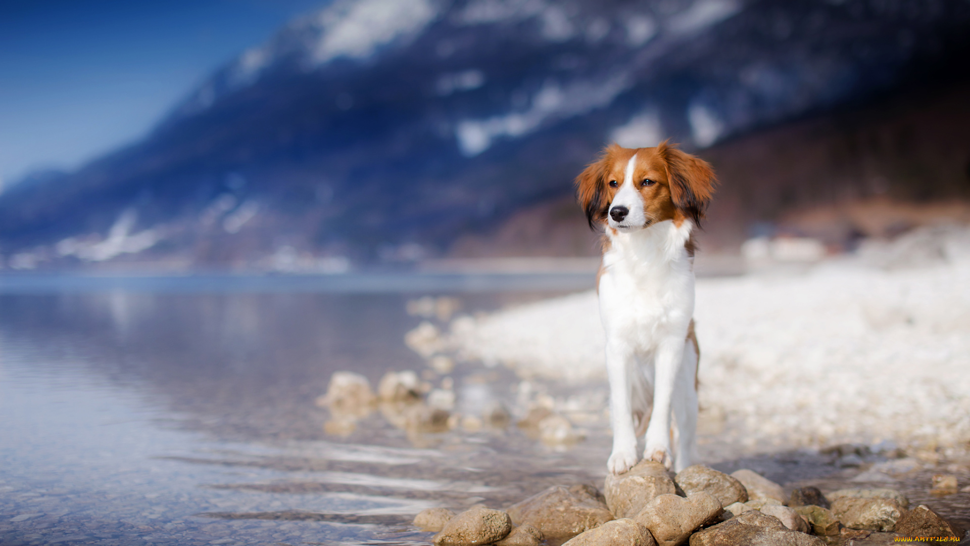 животные, собаки, друг, взгляд, собака