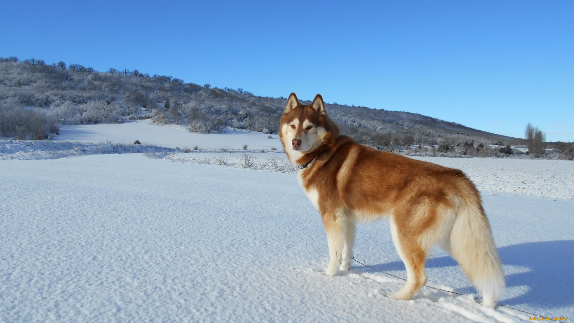 животные, собаки, хаски, взгляд, собака