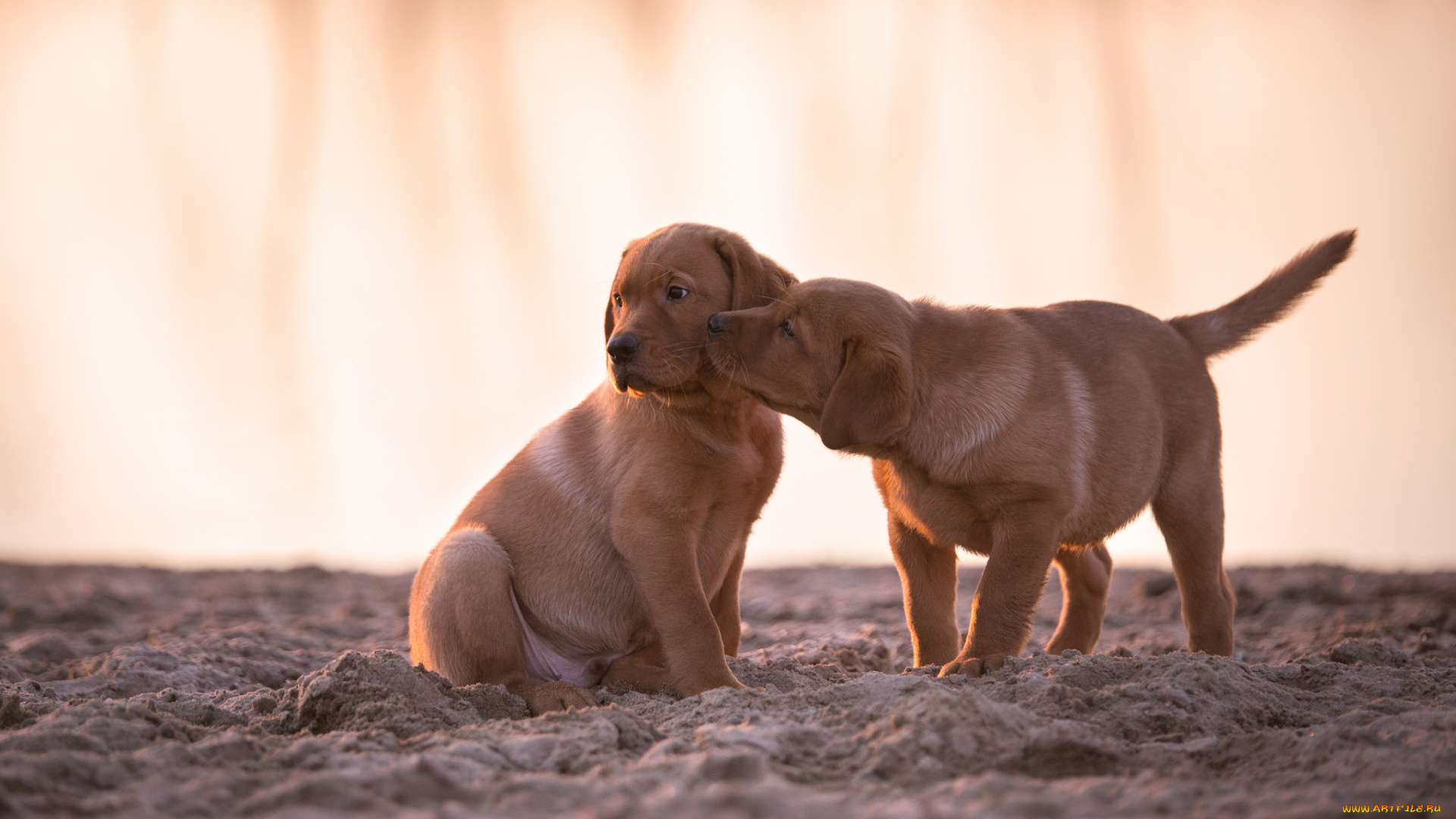 животные, собаки, щенки, фон