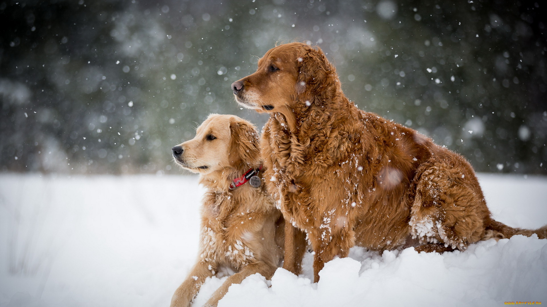 животные, собаки, снег, зима