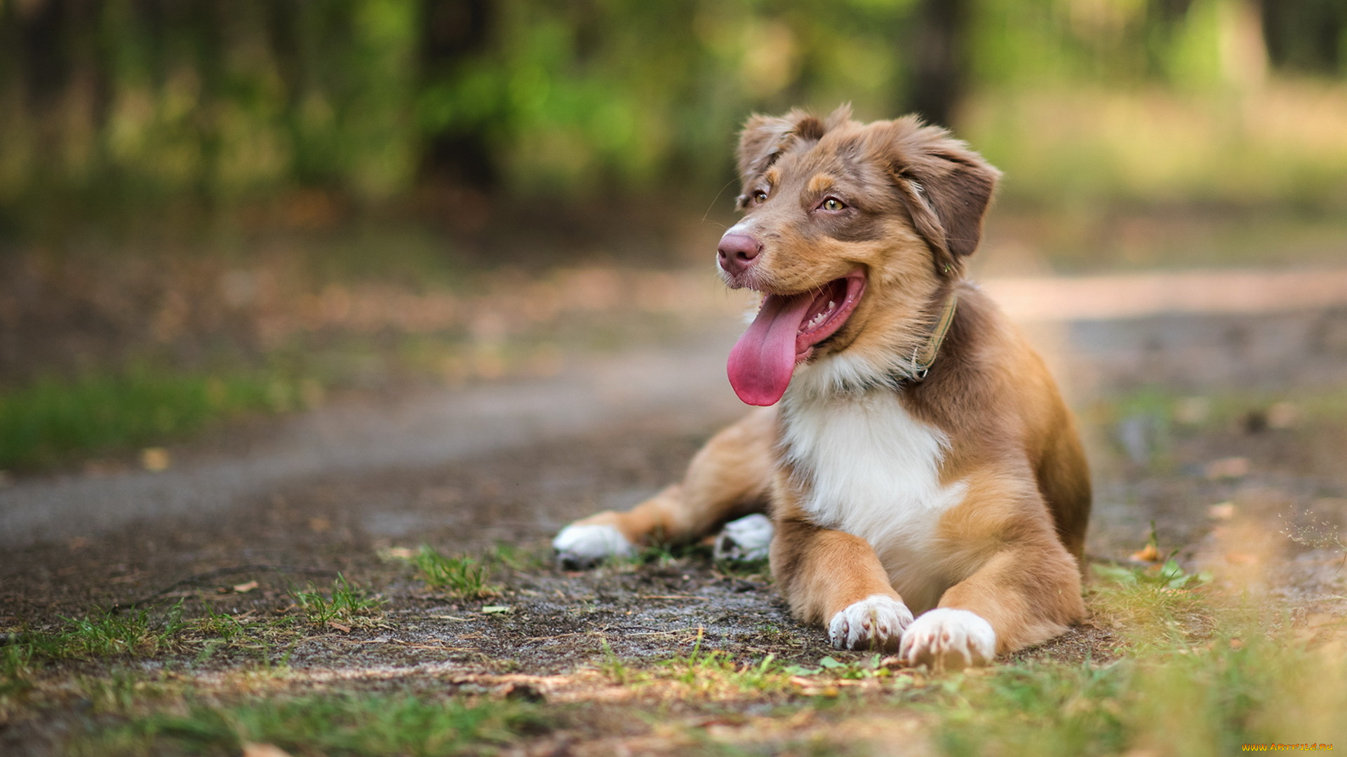 животные, собаки, собака, взгляд, друг