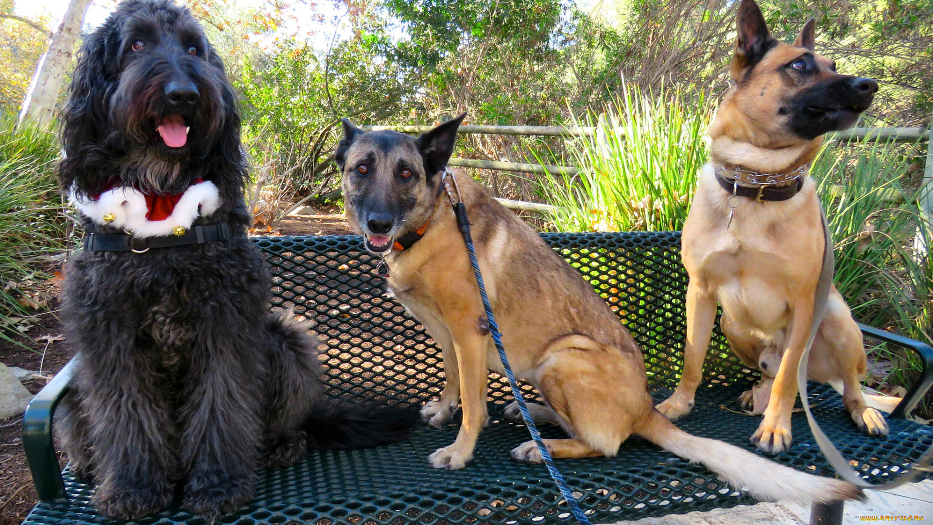 животные, собаки, трио