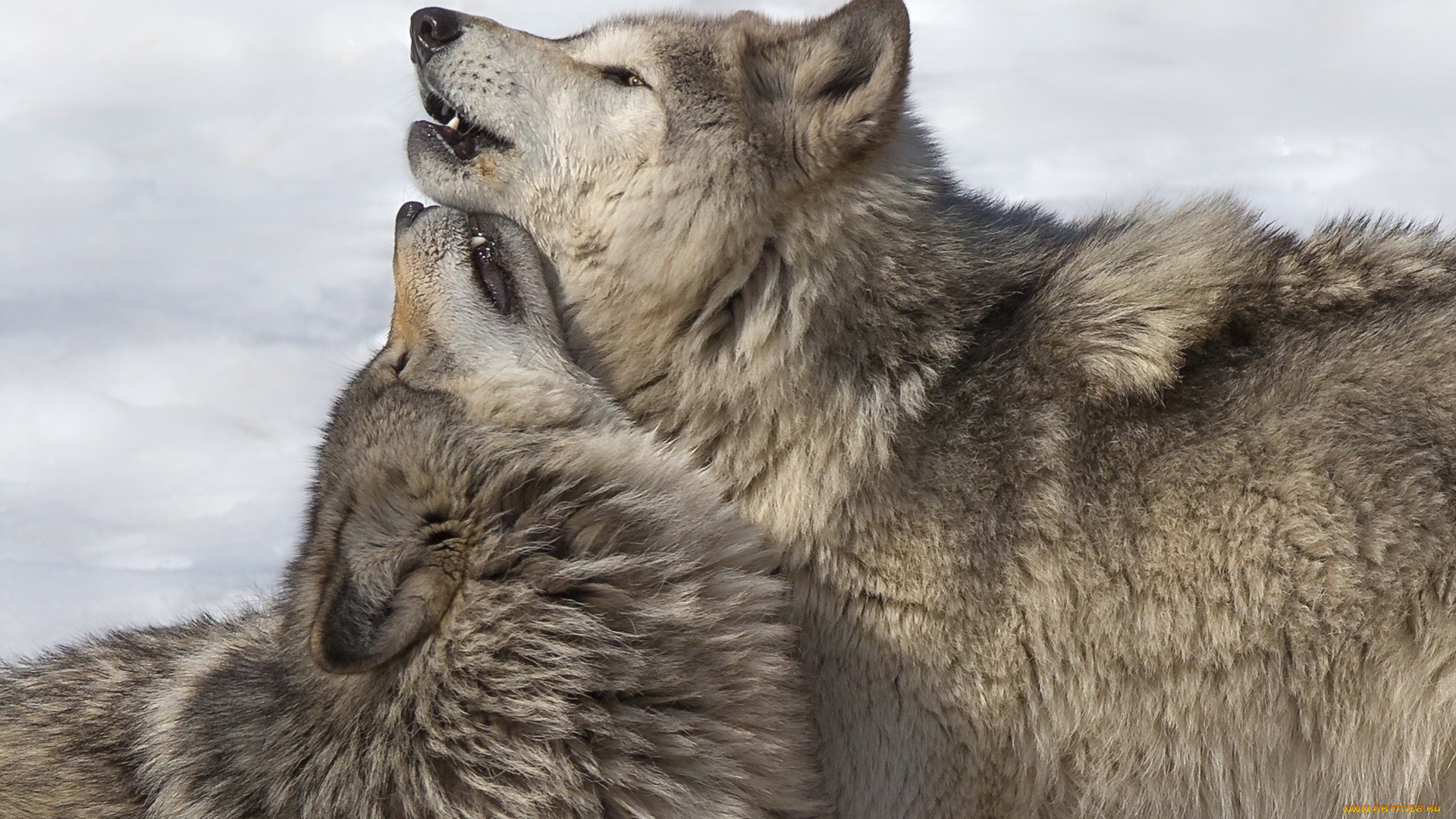 животные, волки, , койоты, , шакалы, фон, природа