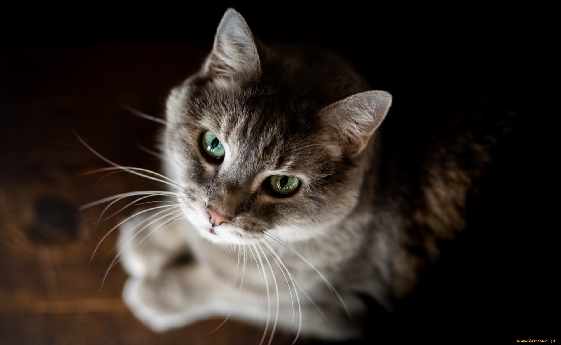 животные, коты, кошка, фон, взгляд