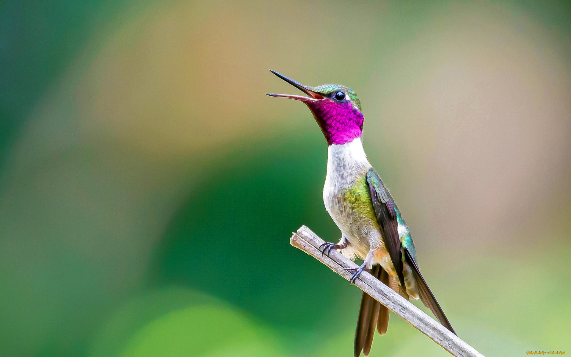 животные, колибри, птица