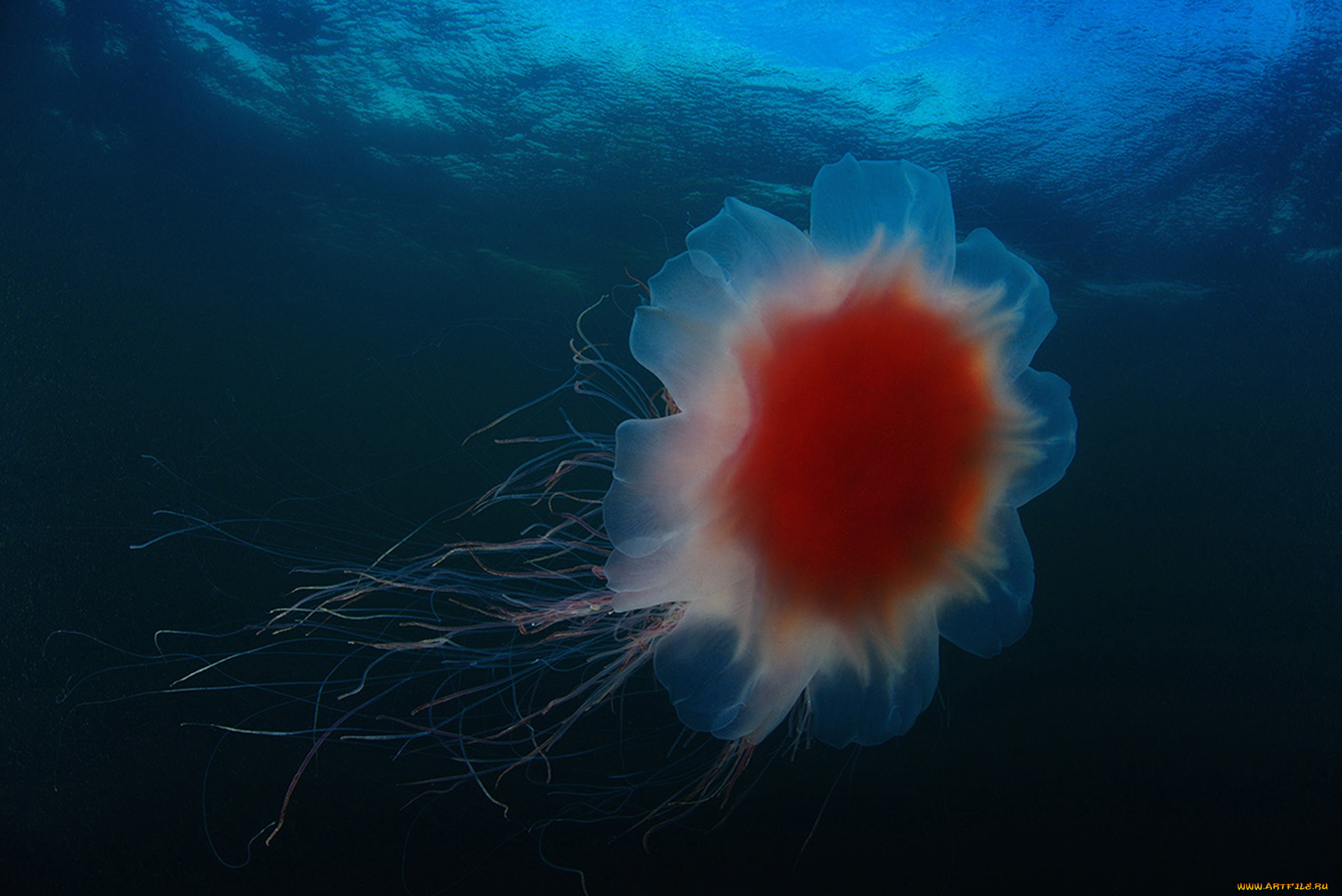 животные, медузы, медуза, подводный, мир, море, океан
