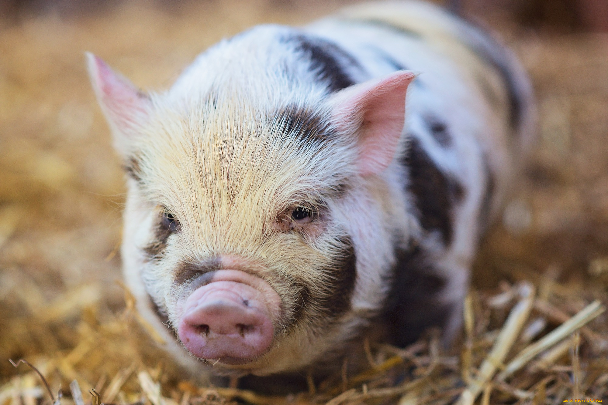 животные, свиньи, , кабаны, сарай, свинья, фон