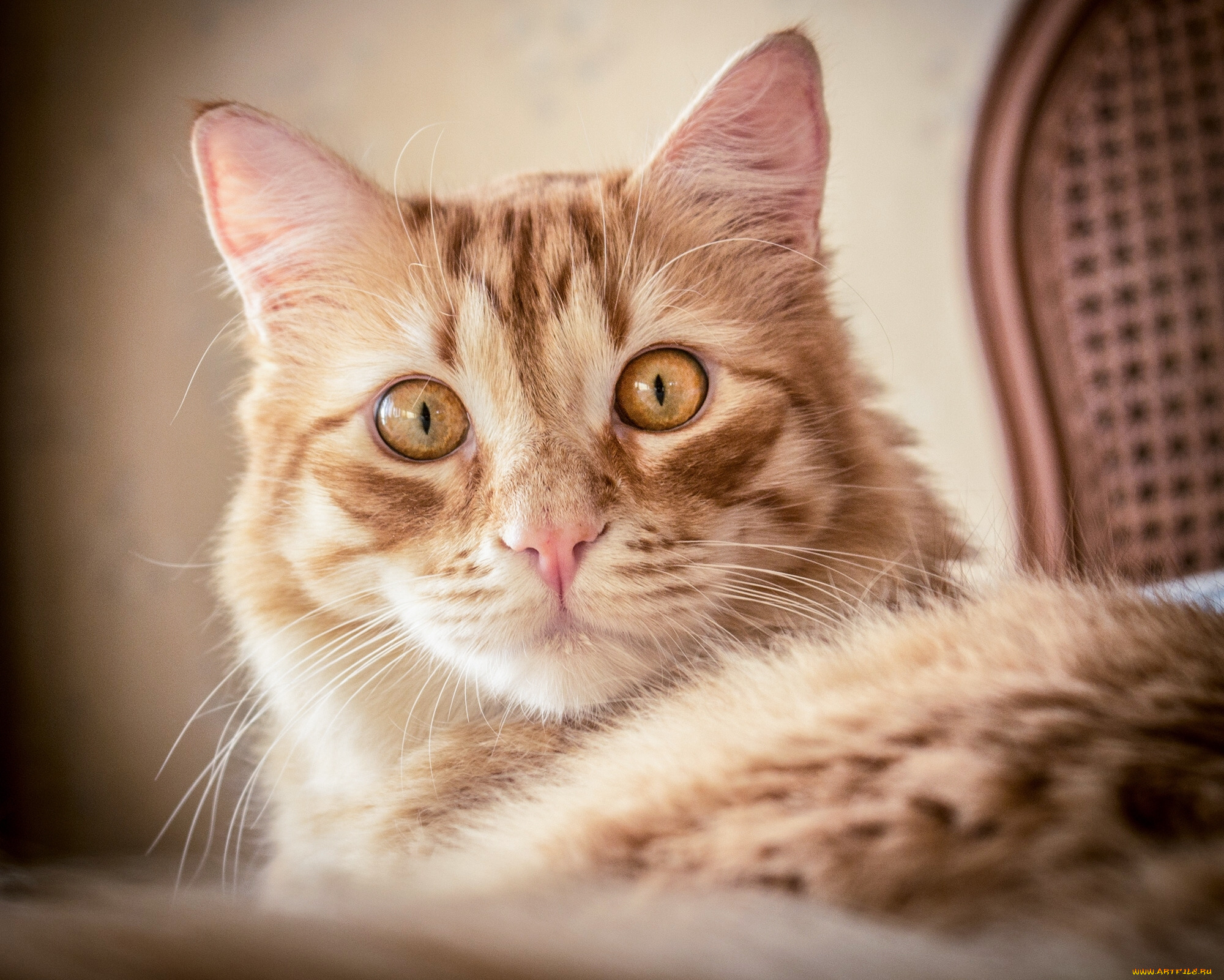 животные, коты, кот