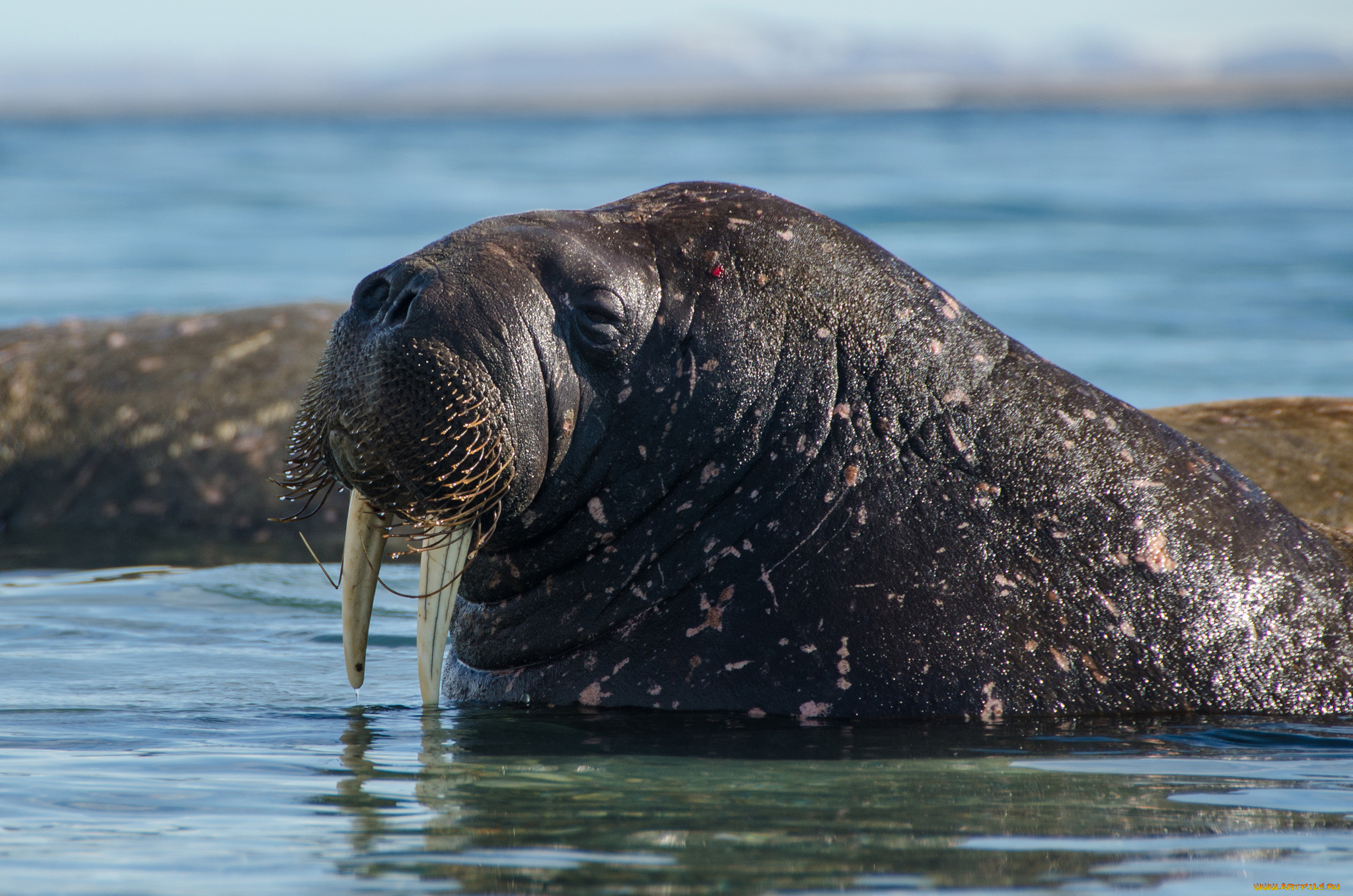 животные, моржи, морж, клыки, млекопитающее, ластоногие