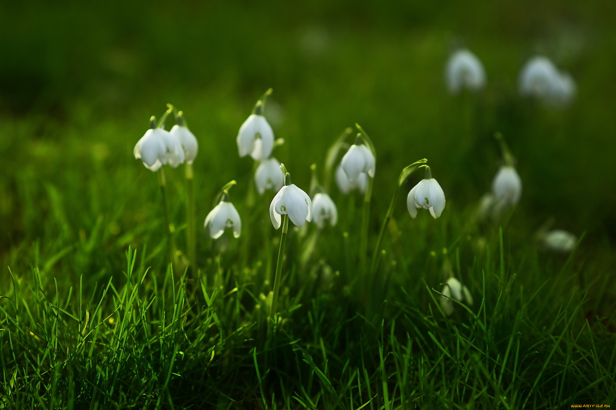 цветы, подснежники, , белоцветники, , пролески, природа, фон