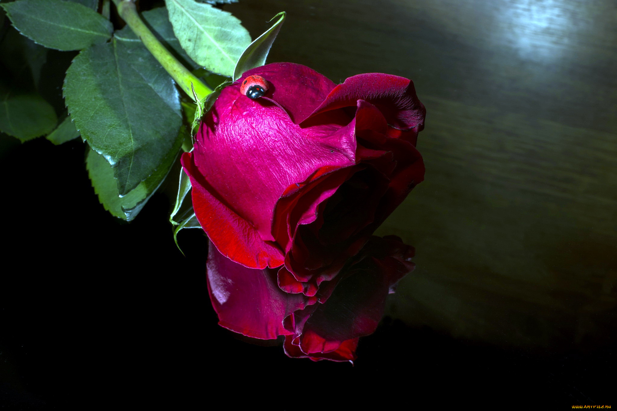 цветы, розы, божья, коровка