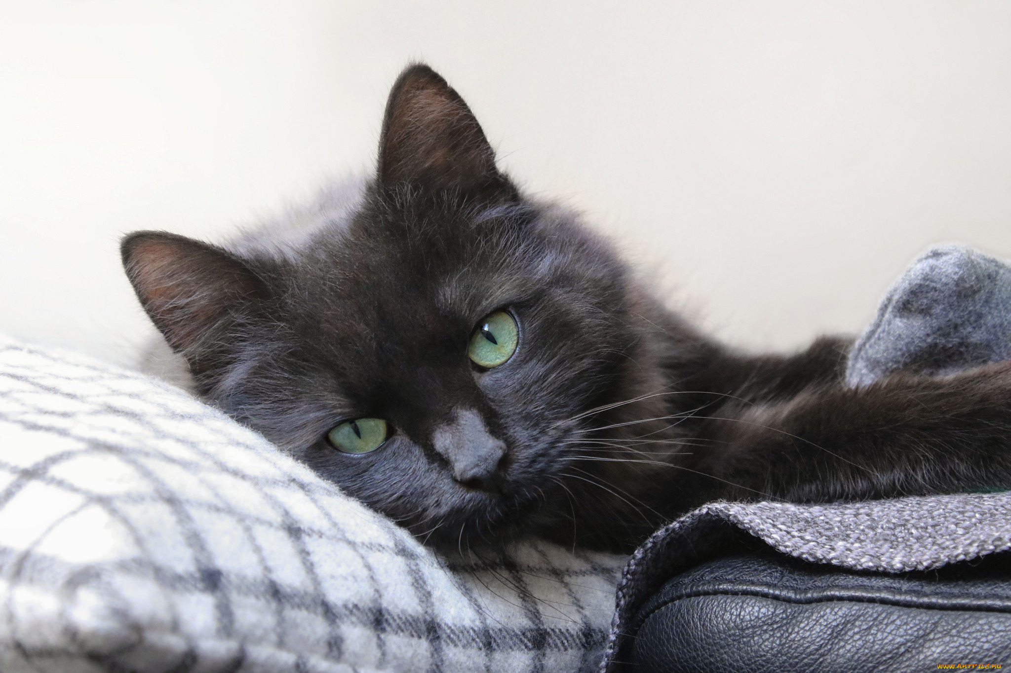 животные, коты, кошка, взгляд, фон