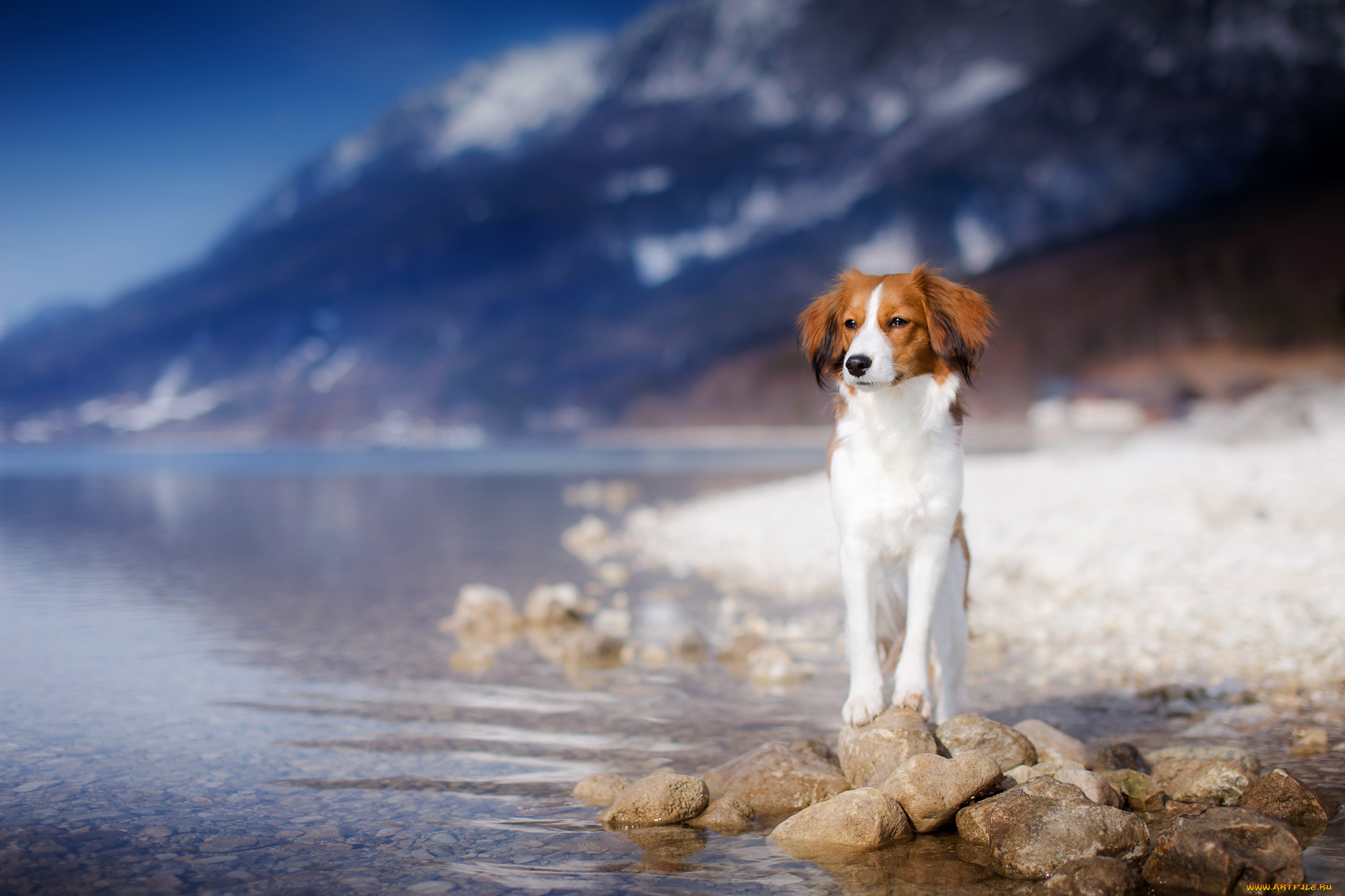 животные, собаки, друг, взгляд, собака