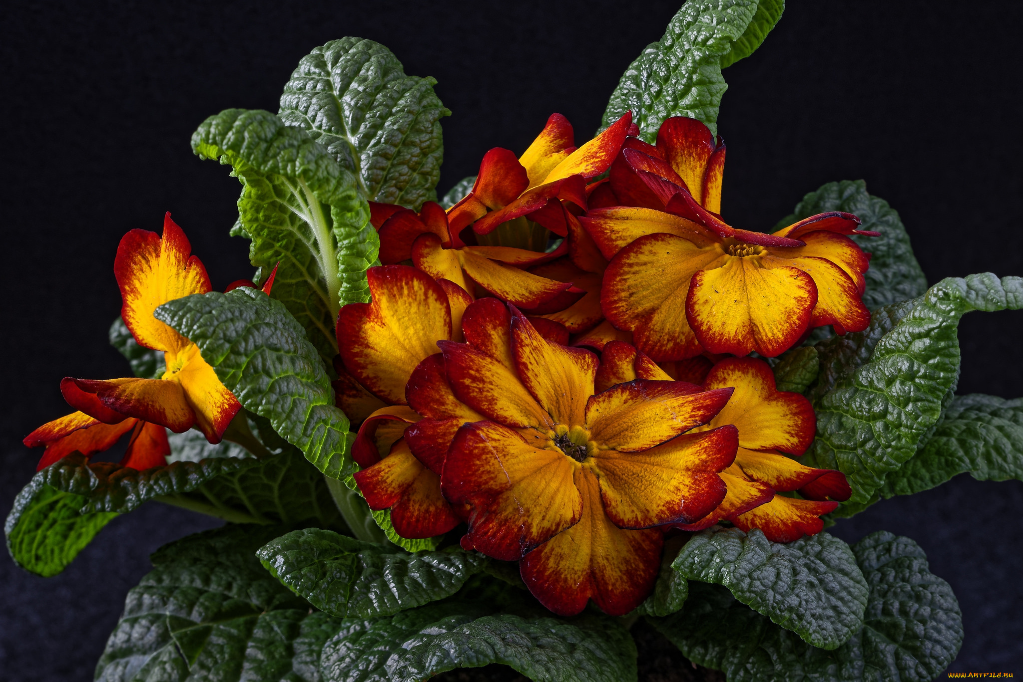 цветы, примулы, лепестки, листья