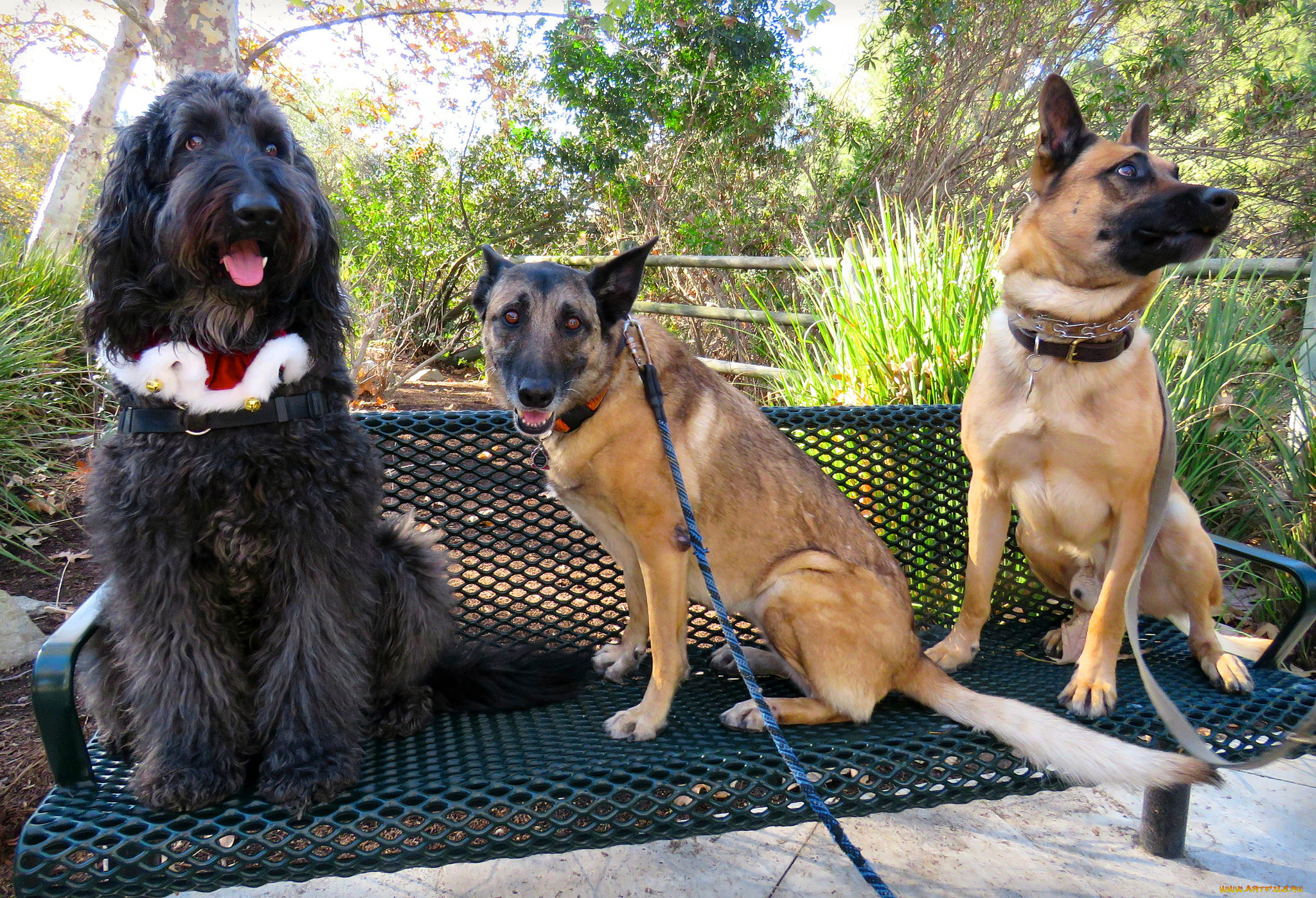 животные, собаки, трио