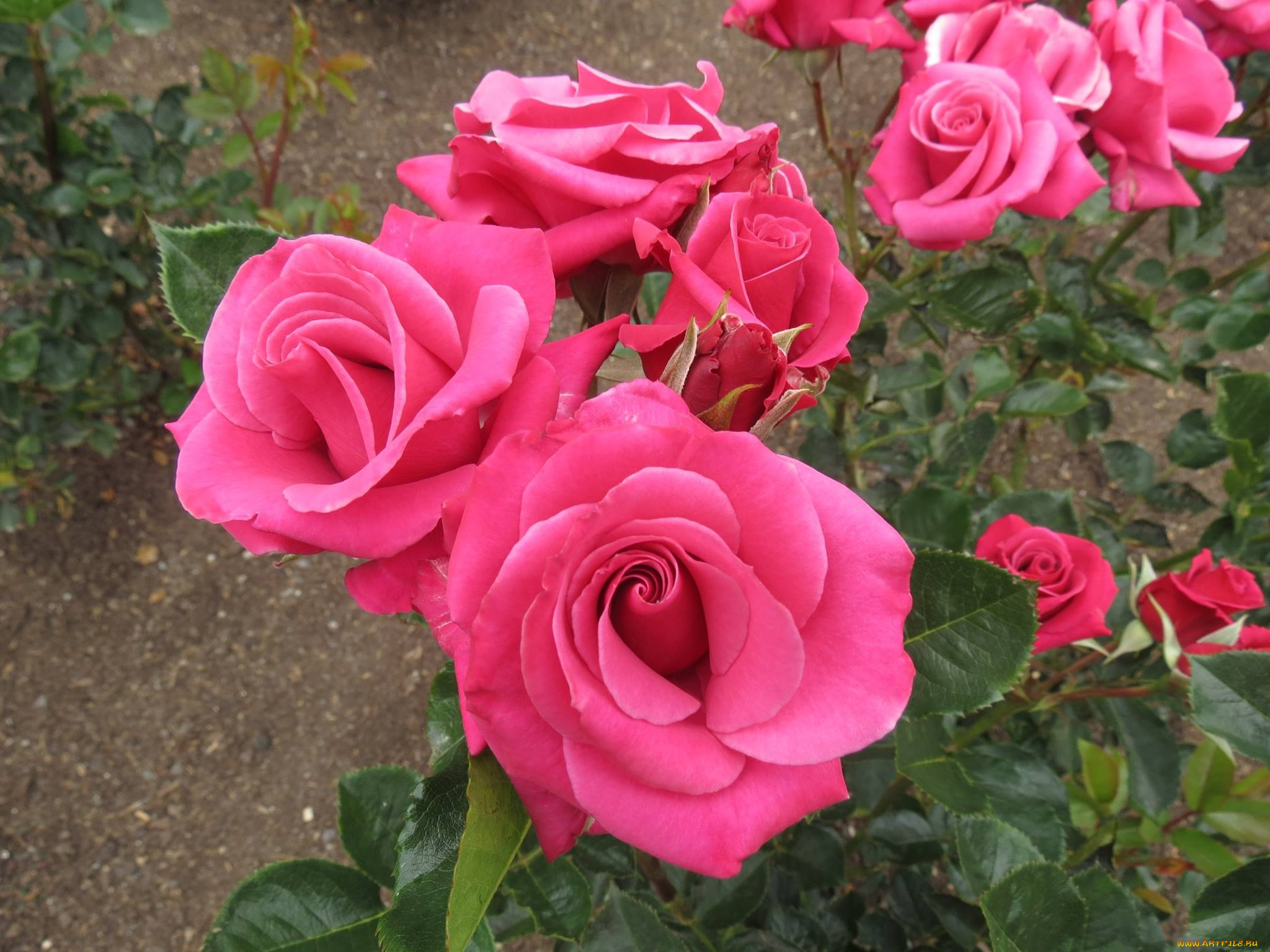 цветы, розы, розовый