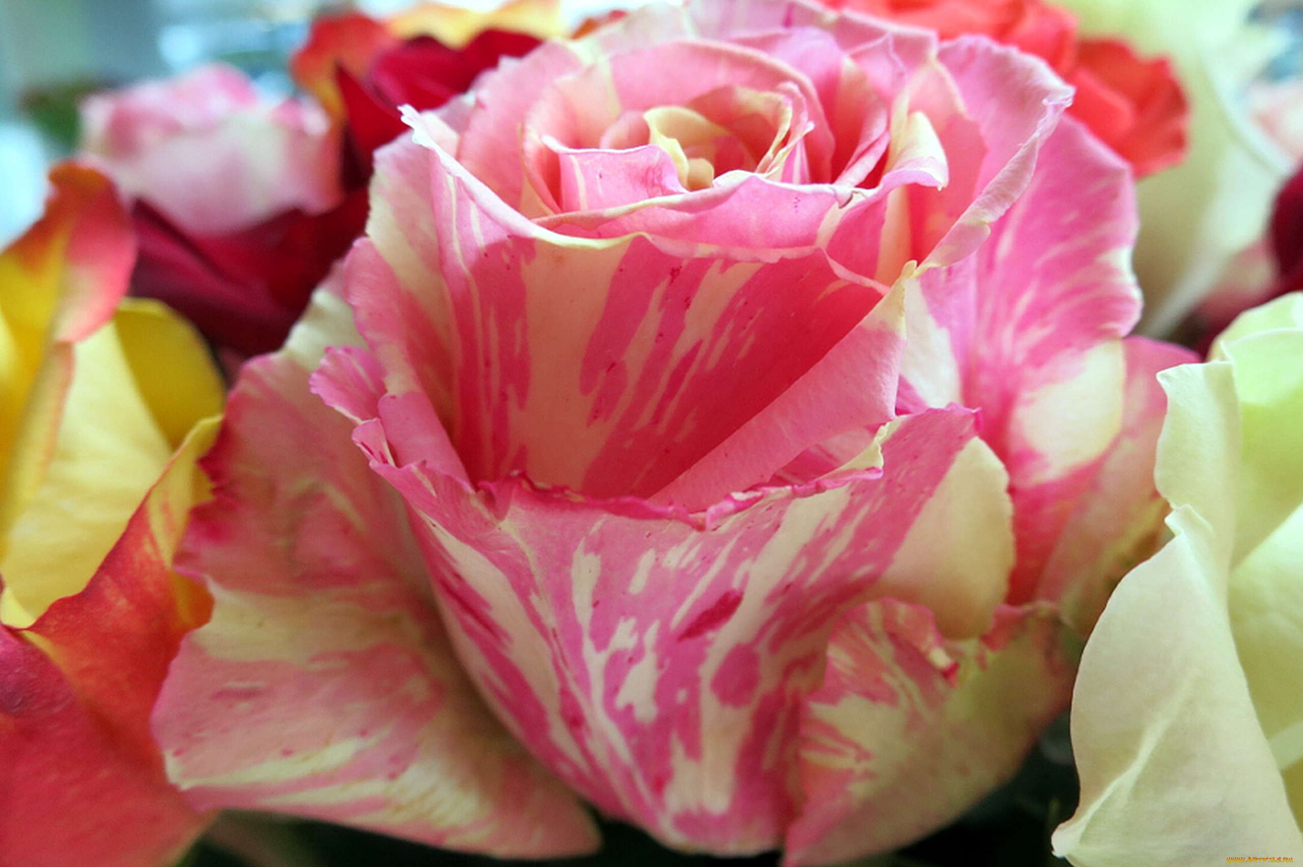 цветы, розы, макро