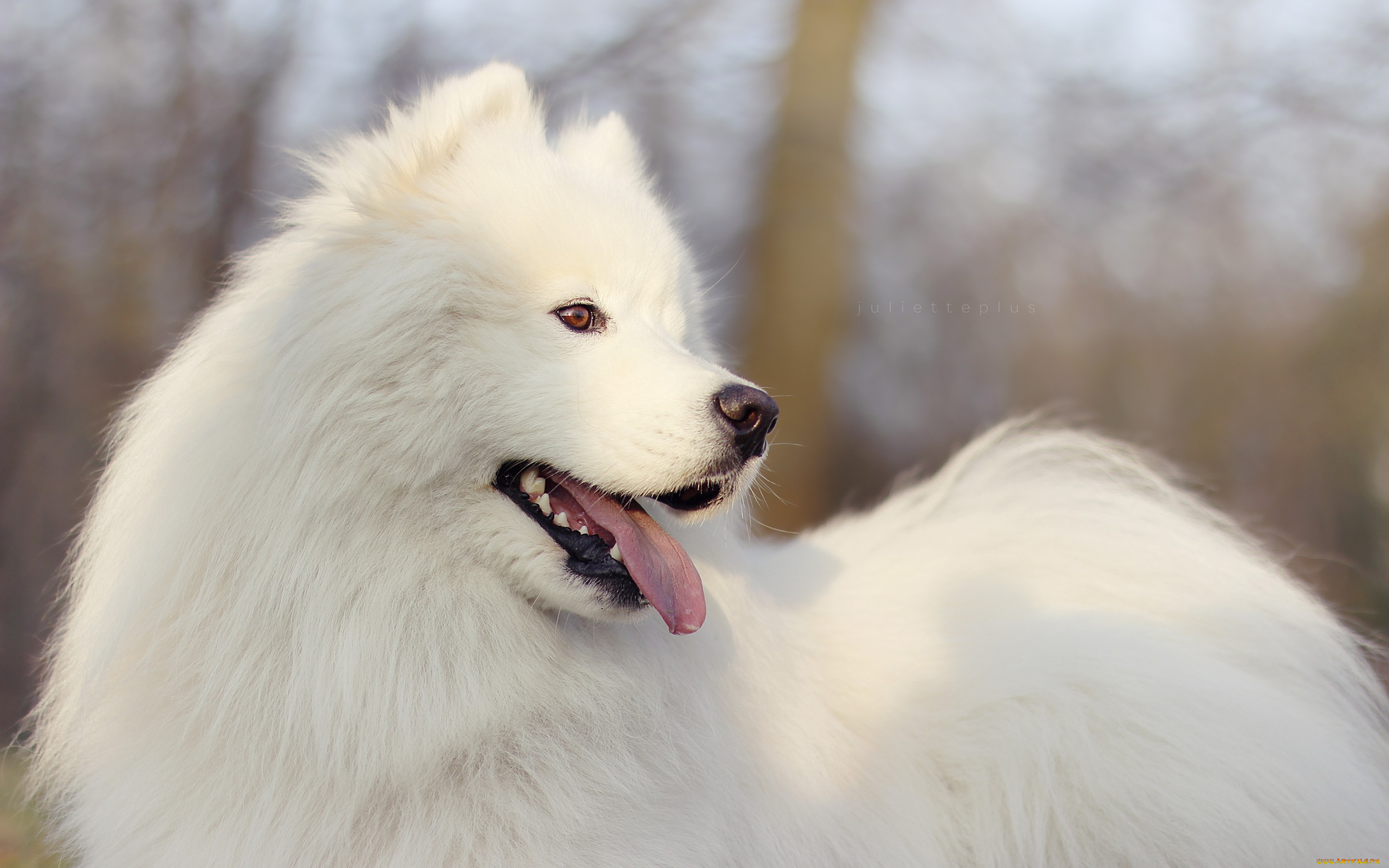 животные, собаки, собака, взгляд, друг, самоедская, собака, самоед