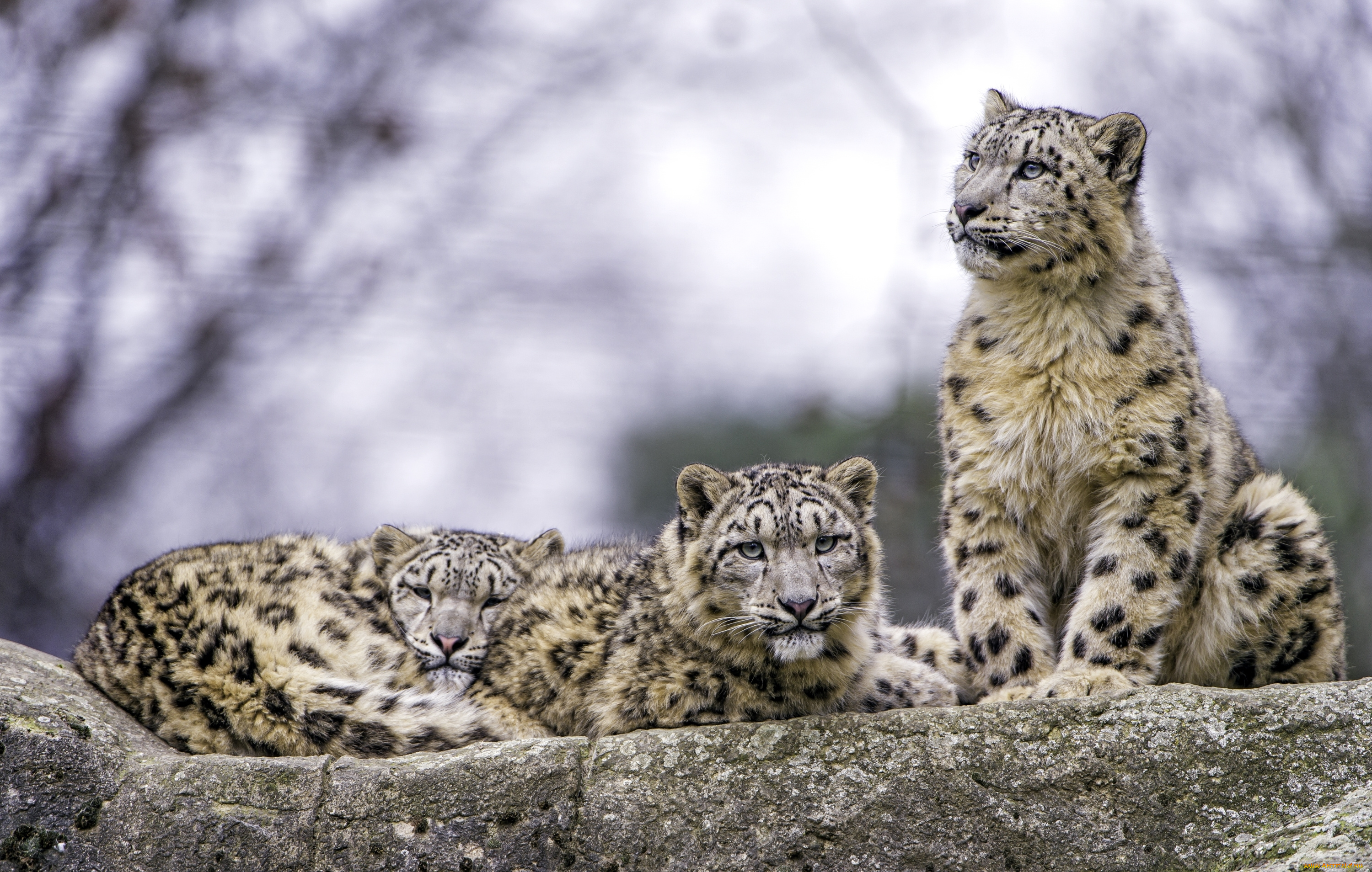 животные, снежный, барс, , ирбис