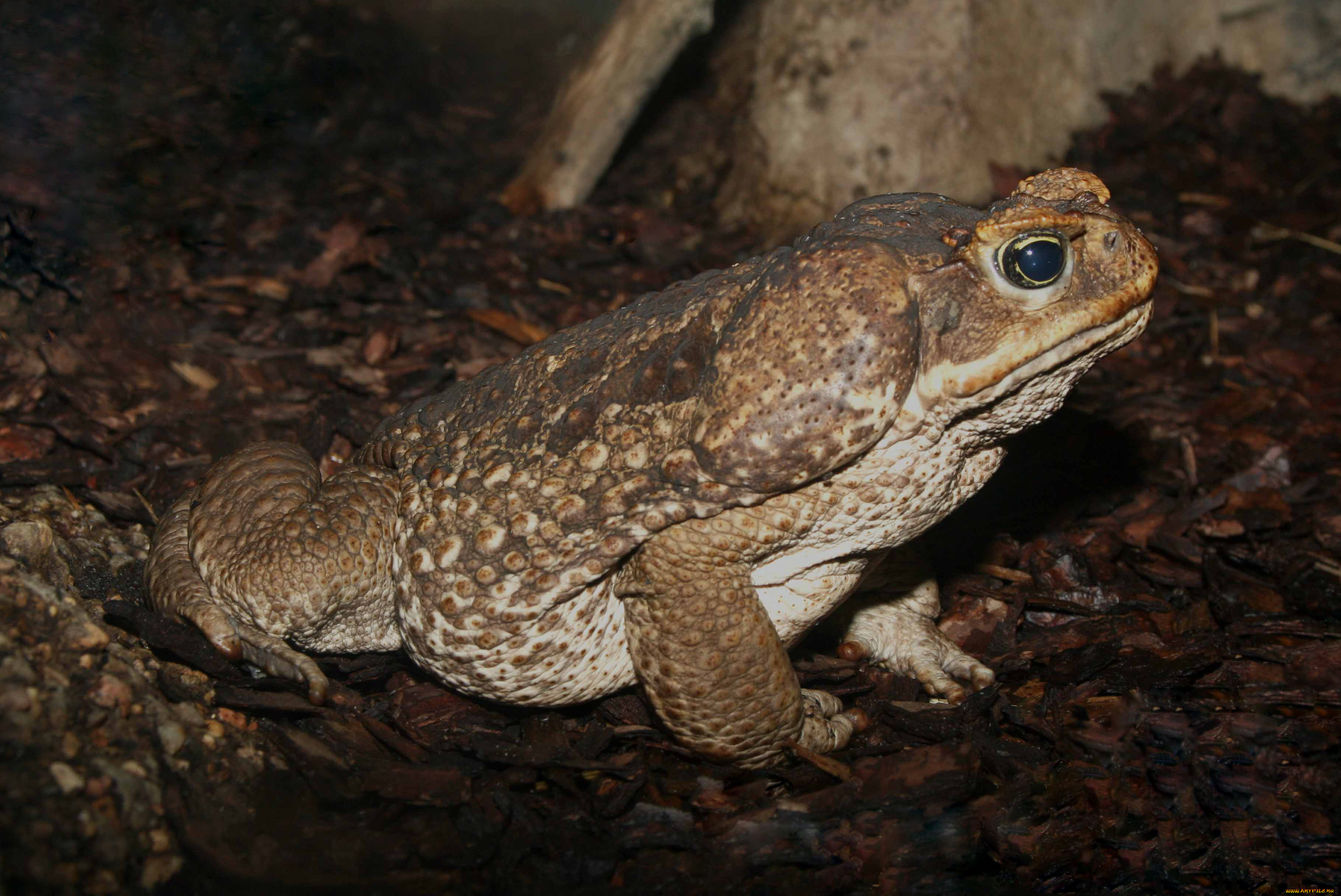 животные, лягушки, жаба, сидит, пресноводные