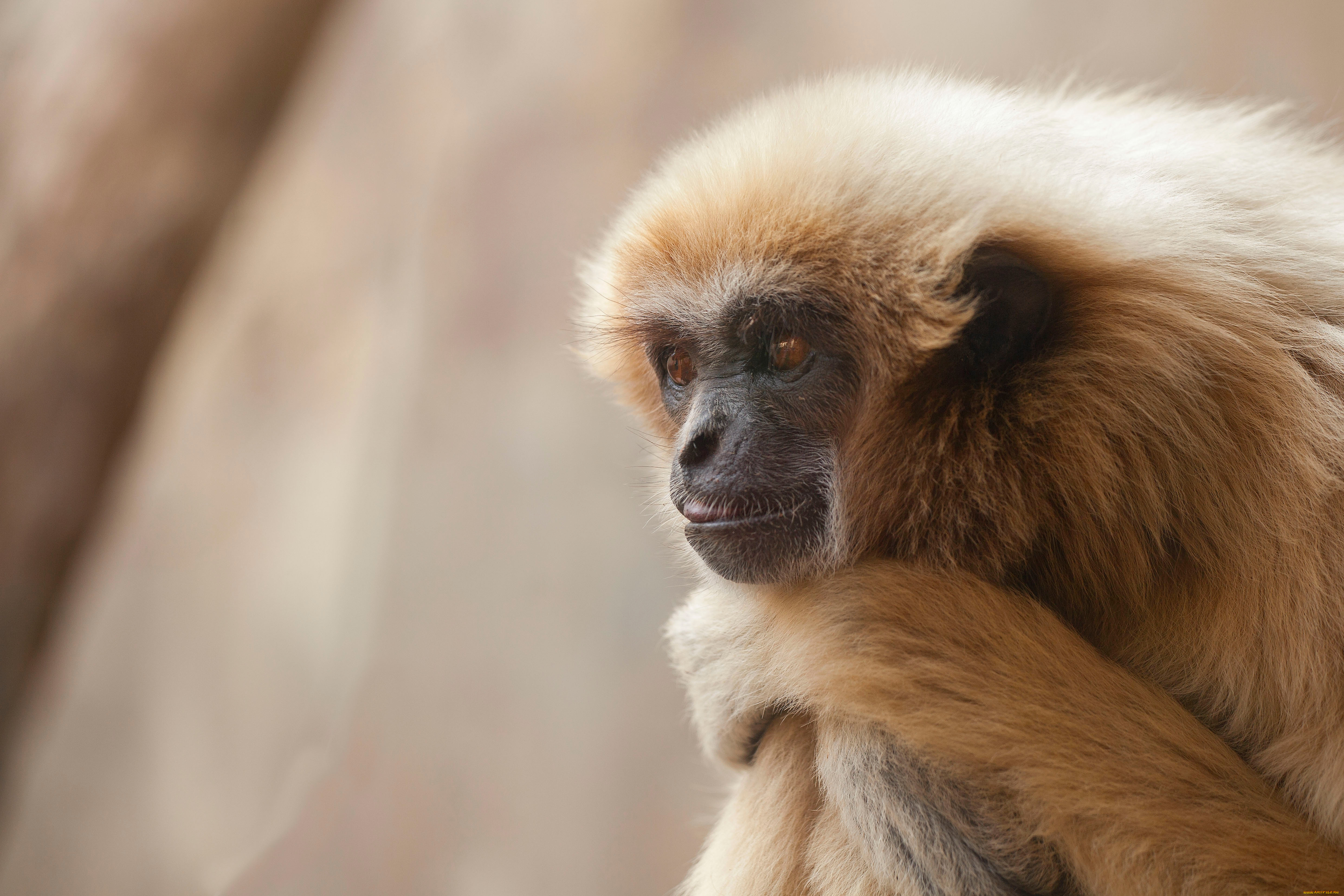животные, обезьяны, обезьяна, приматы, млекопитающие, сидит, думает