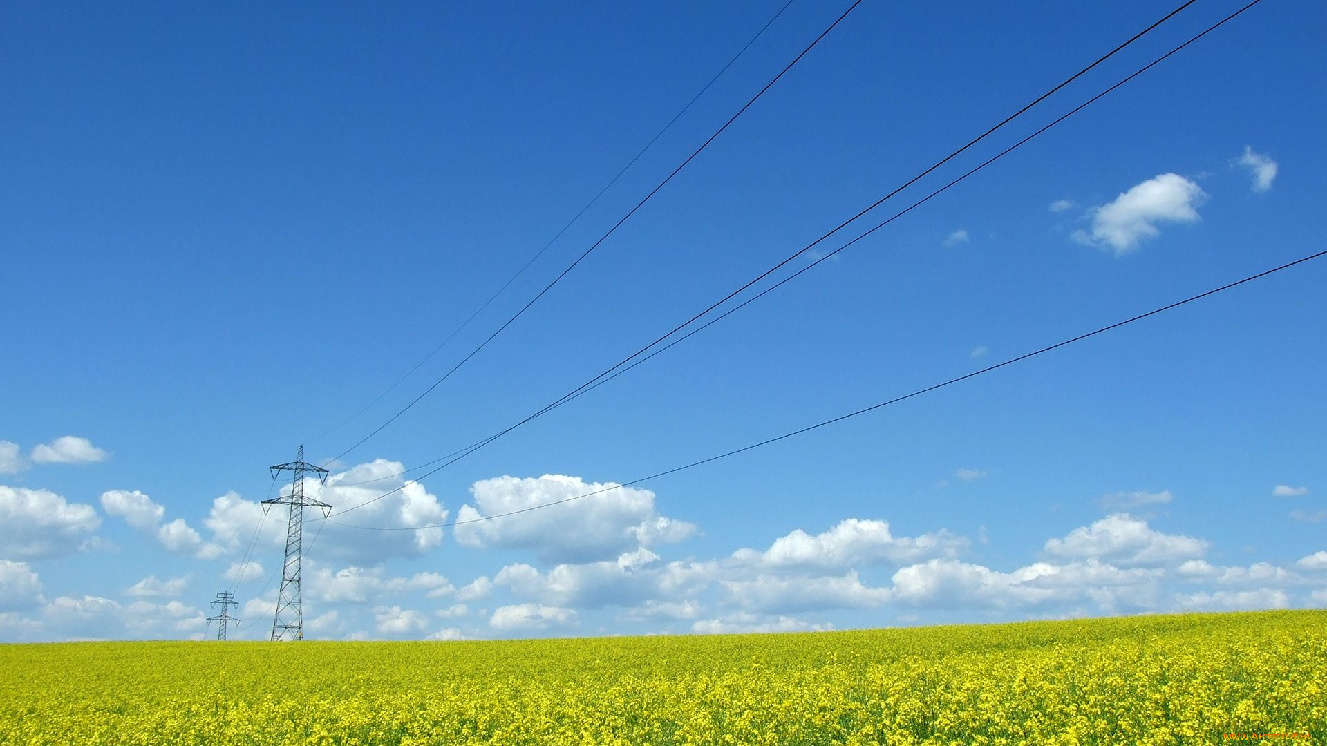 природа, поля, провода, рапс
