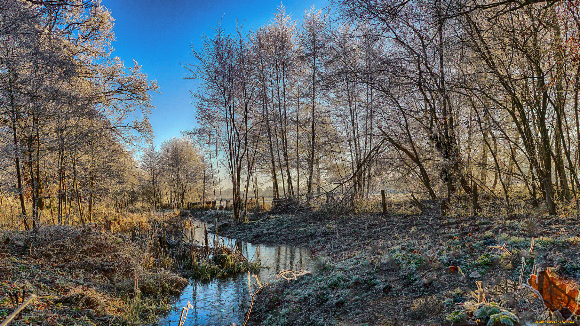 природа, реки, озера, лес, река