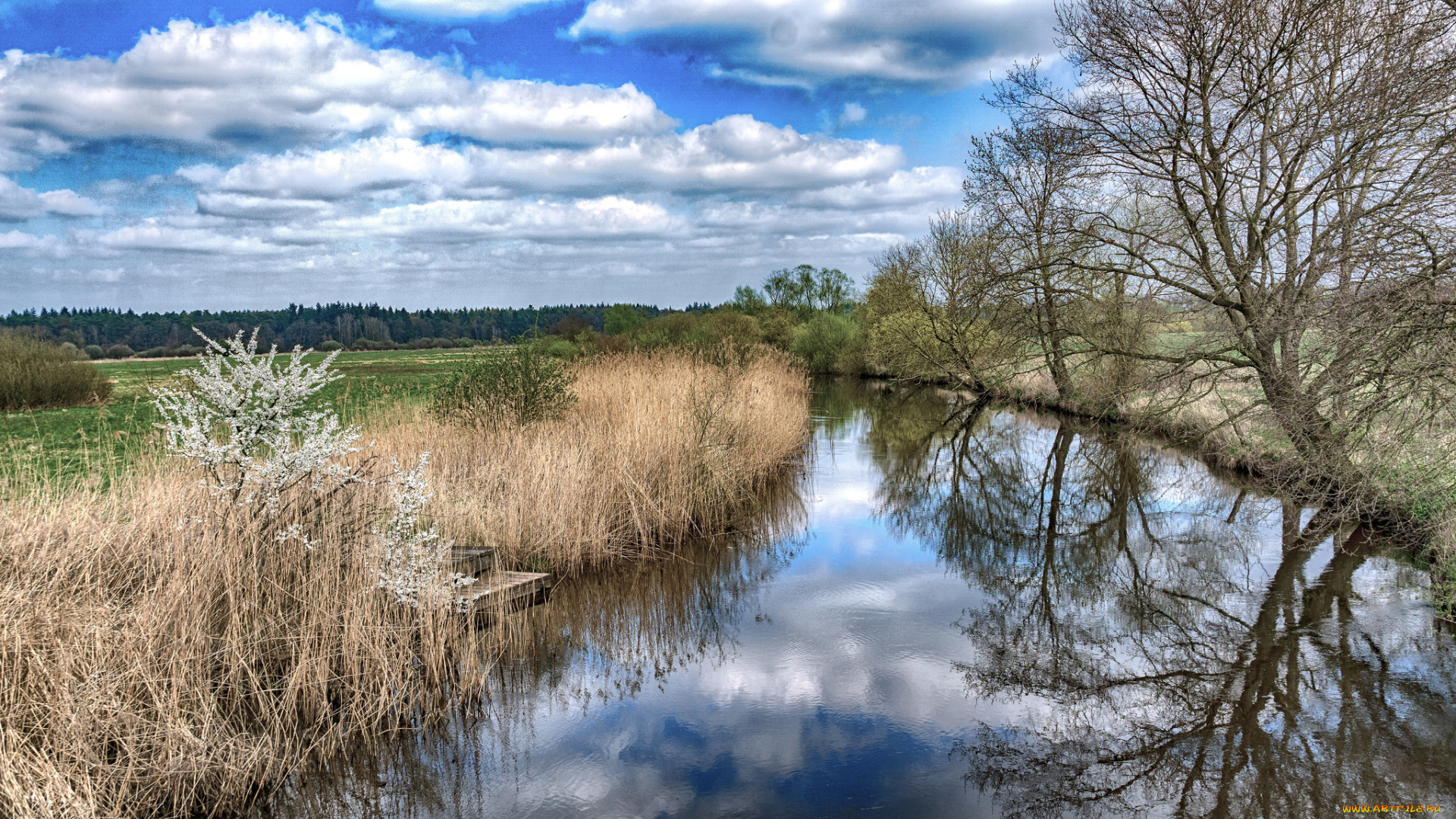 природа, реки, озера, лес, река