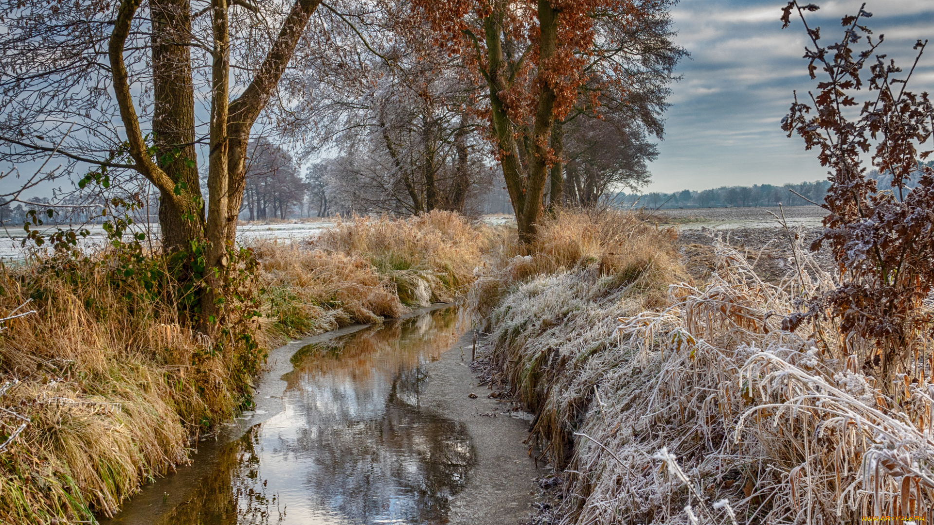 природа, реки, озера, лес, река
