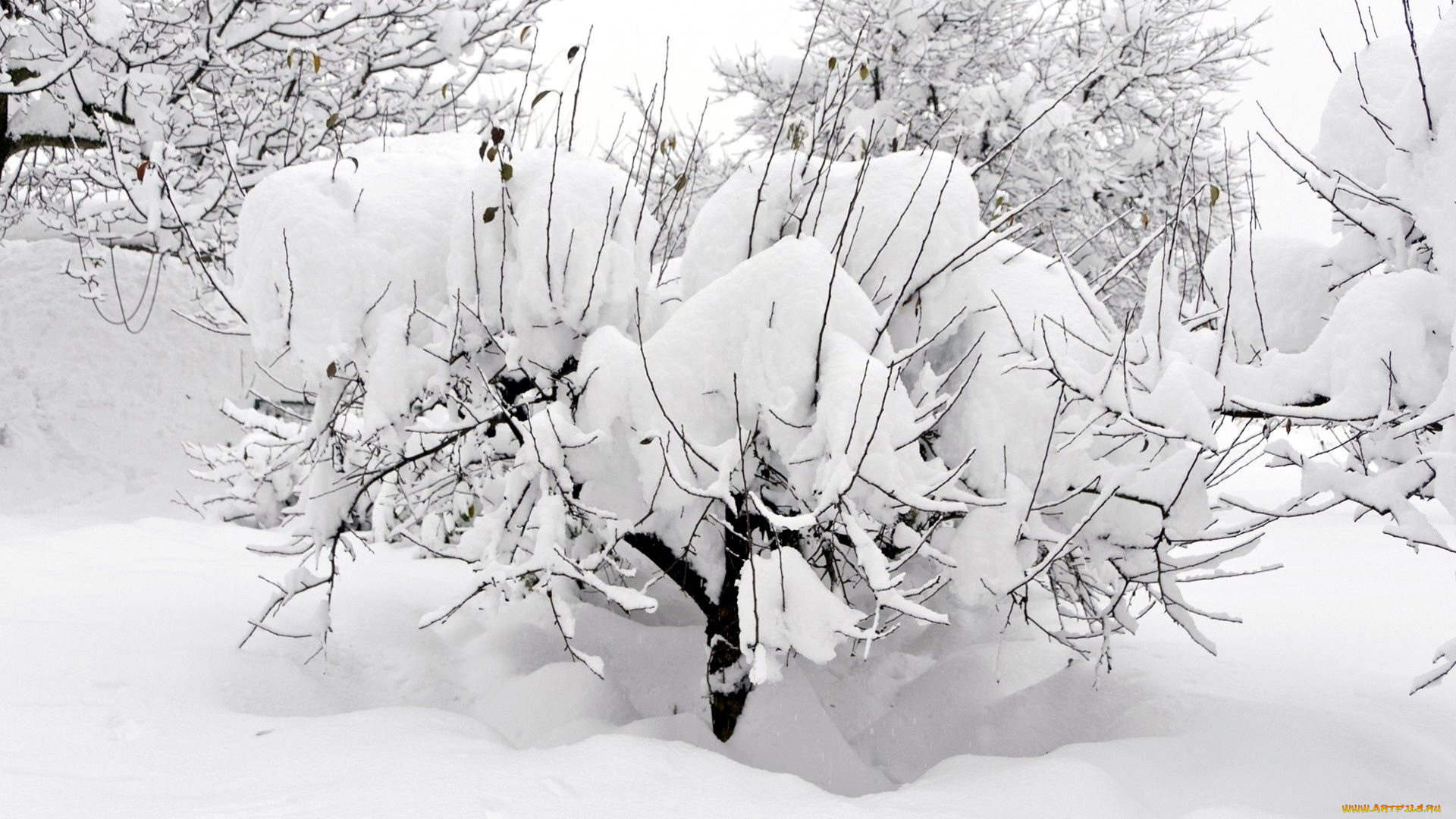природа, зима, снег