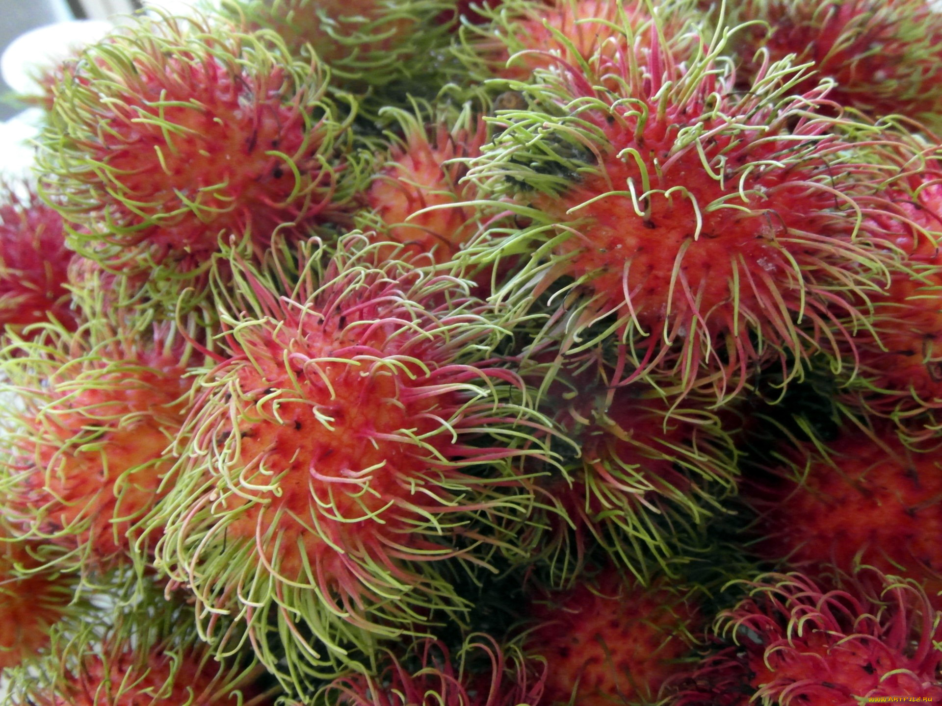 еда, рамбутан, экзотический, фрукт