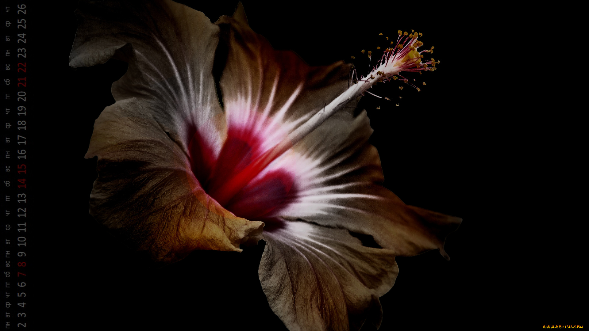 календари, цветы, бутон