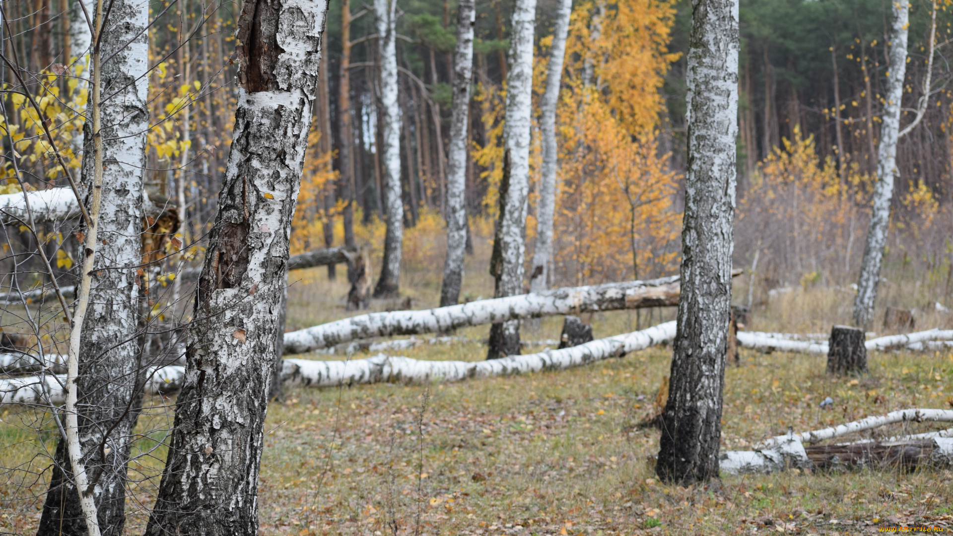 природа, деревья, береза, дерево, лес