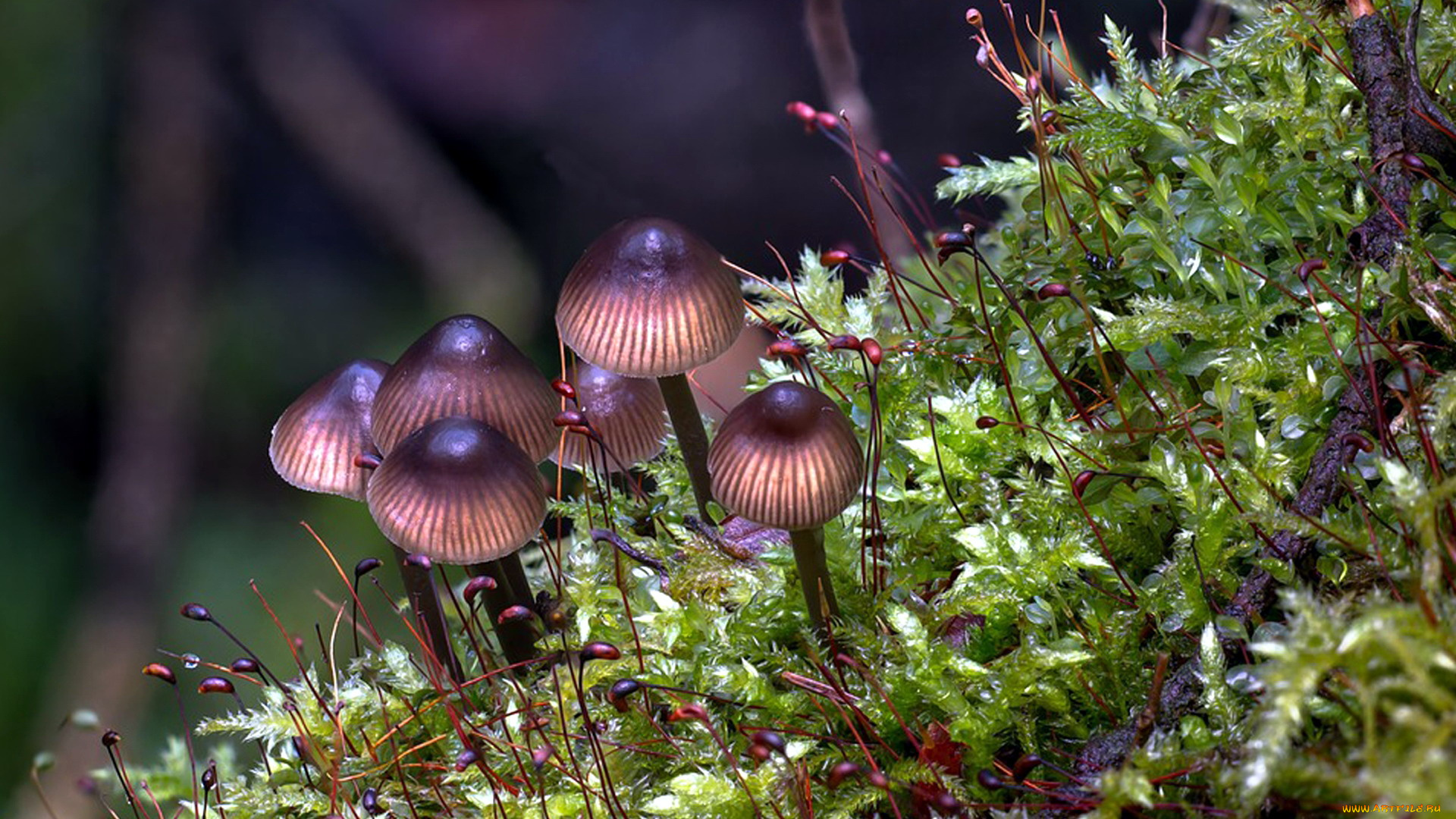 природа, грибы, грибная, семейка