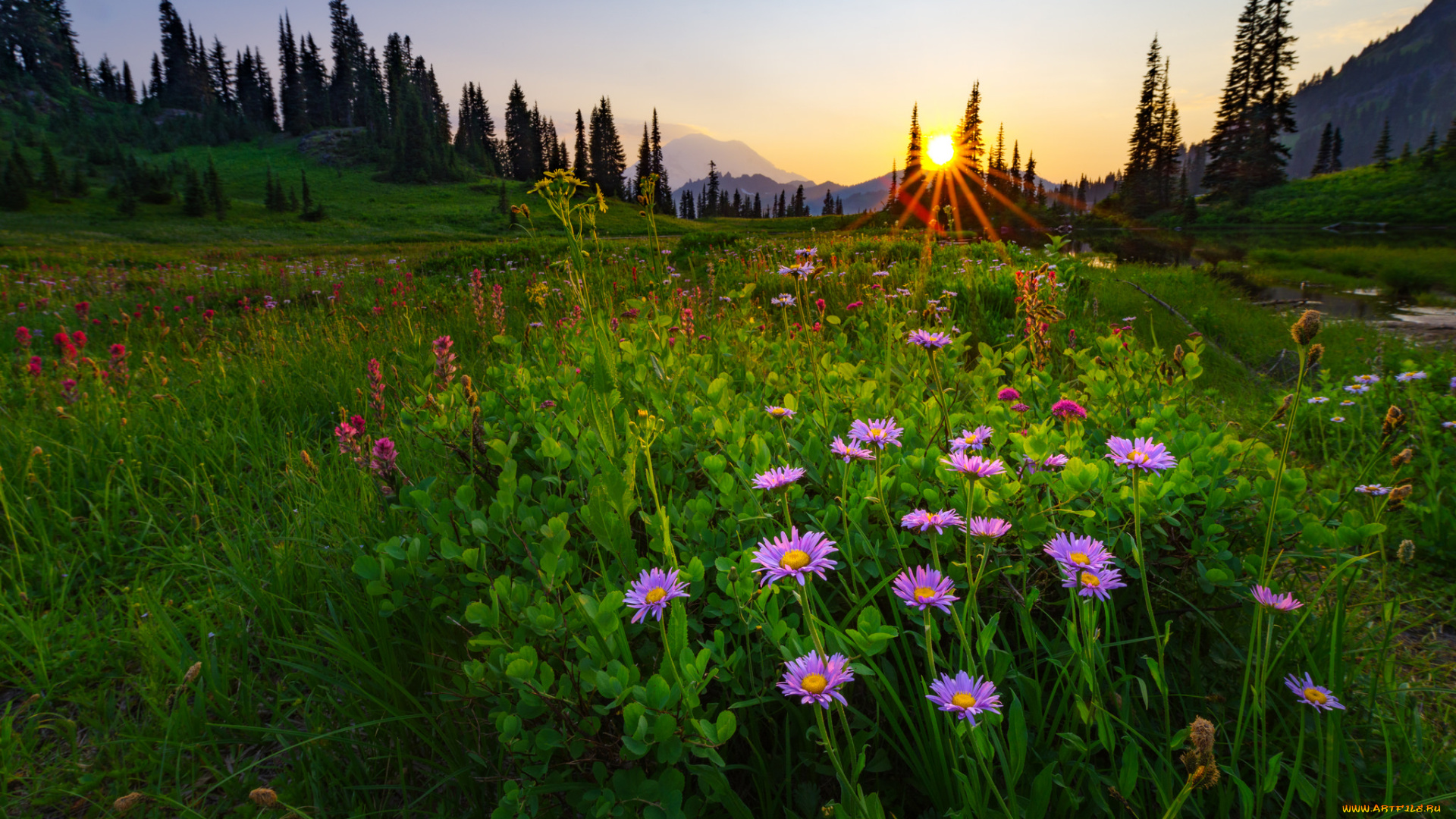 природа, луга, простор