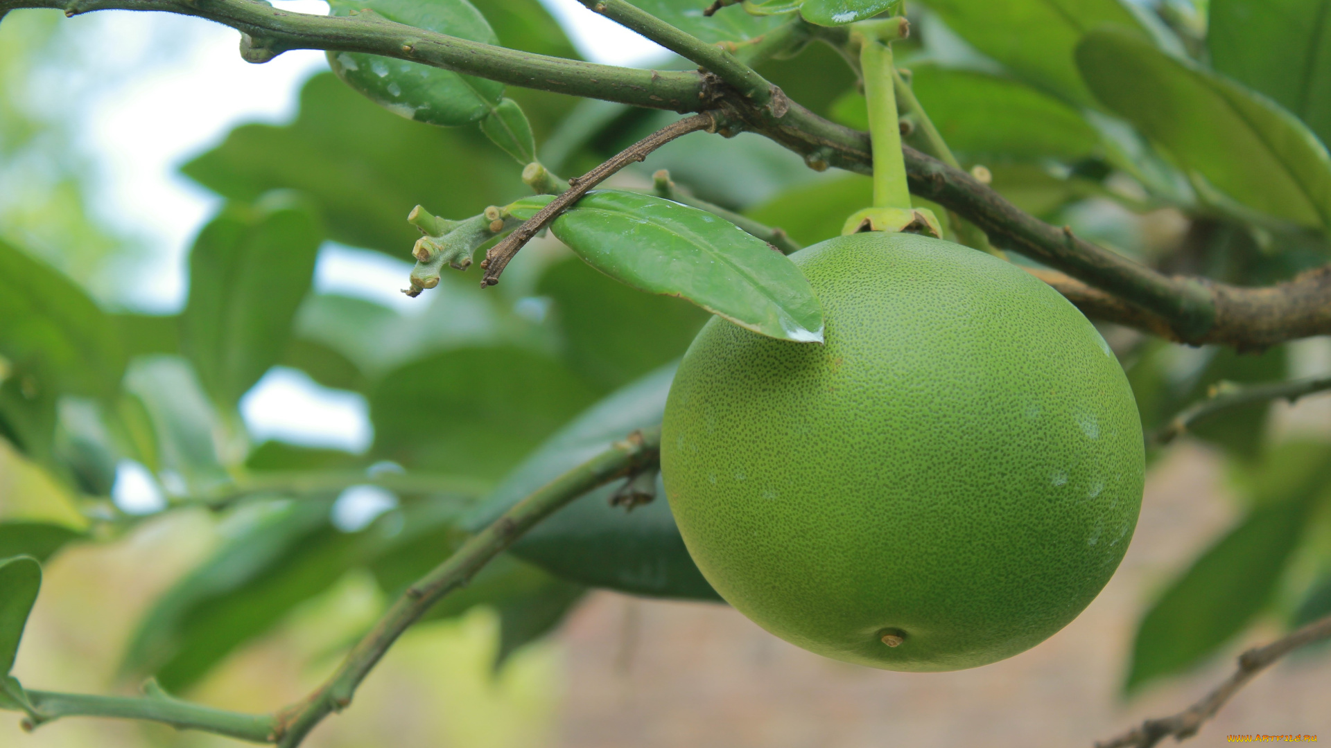 природа, плоды, грейпфрут, незрелый, зеленый