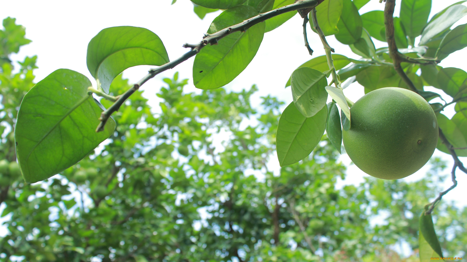 природа, плоды, грейпфрут, незрелый, зеленый