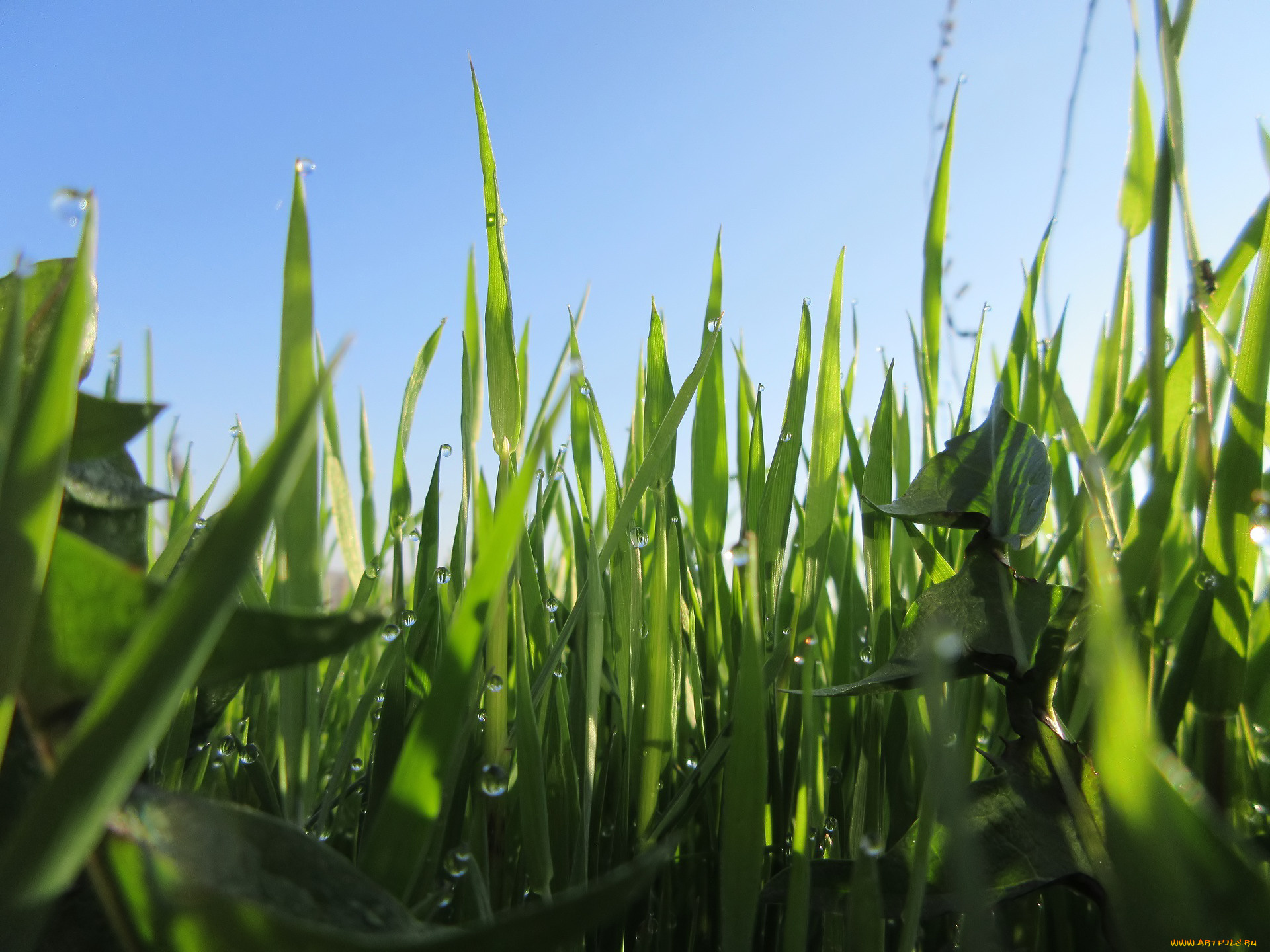 природа, макро, трава