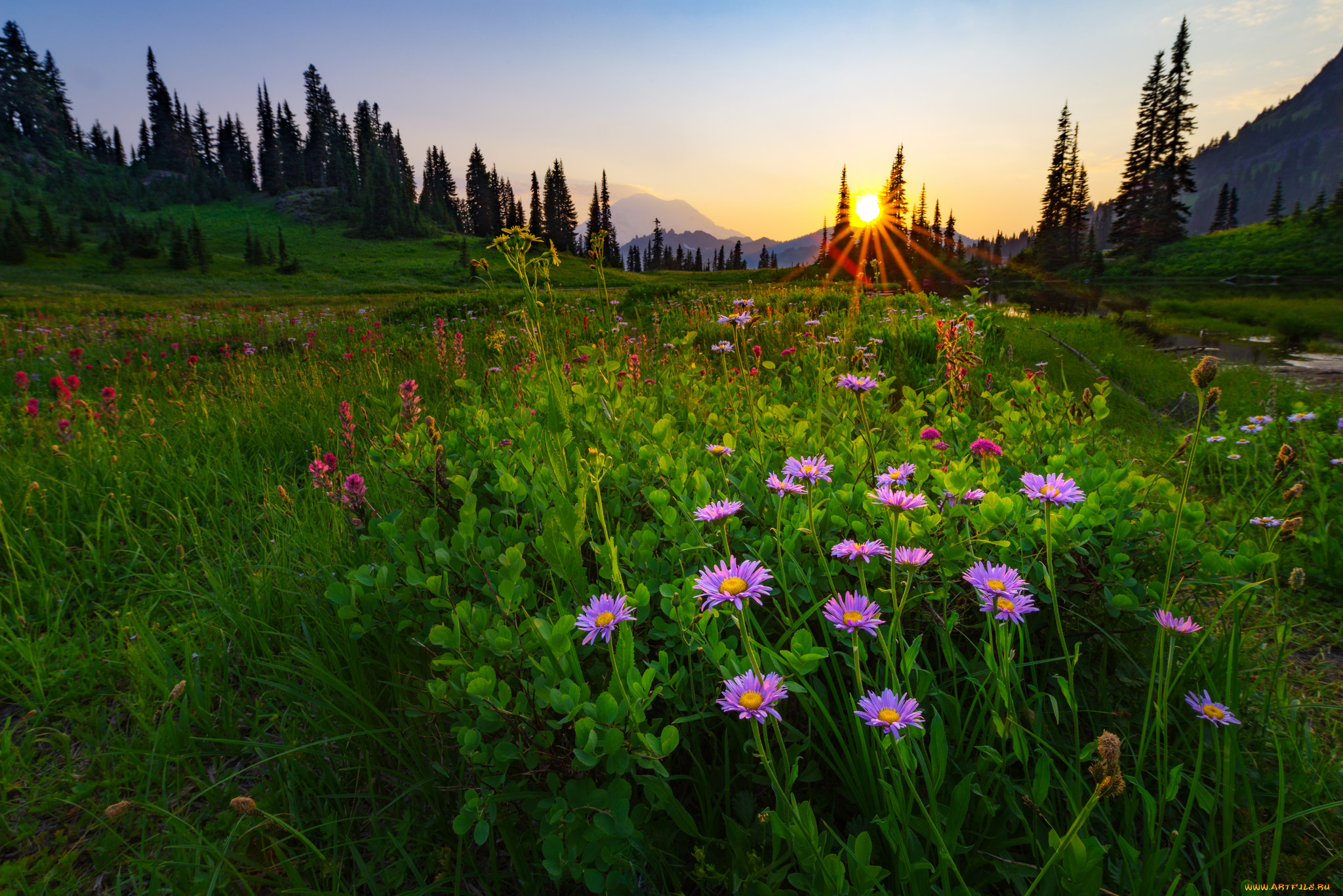 природа, луга, простор