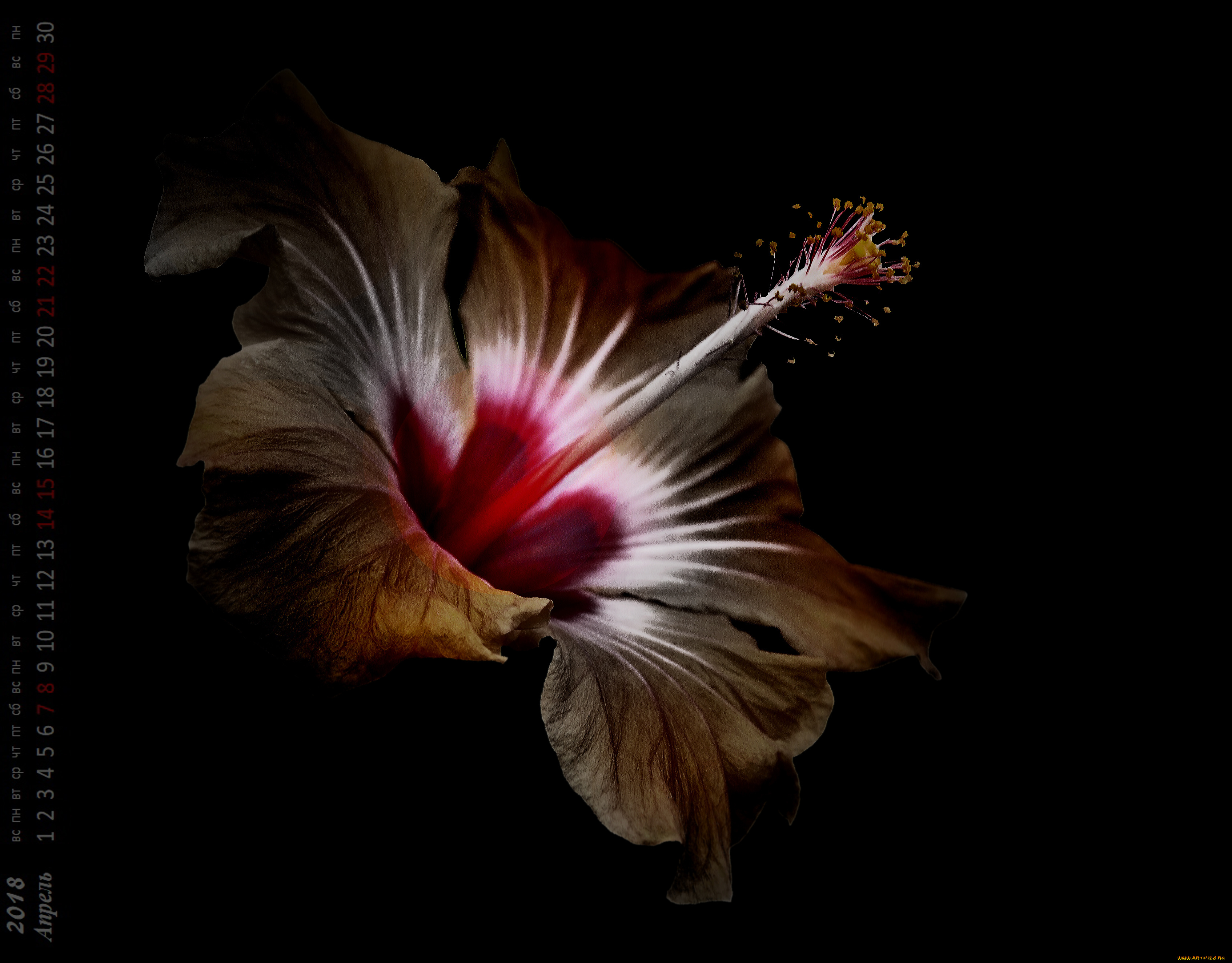 календари, цветы, бутон