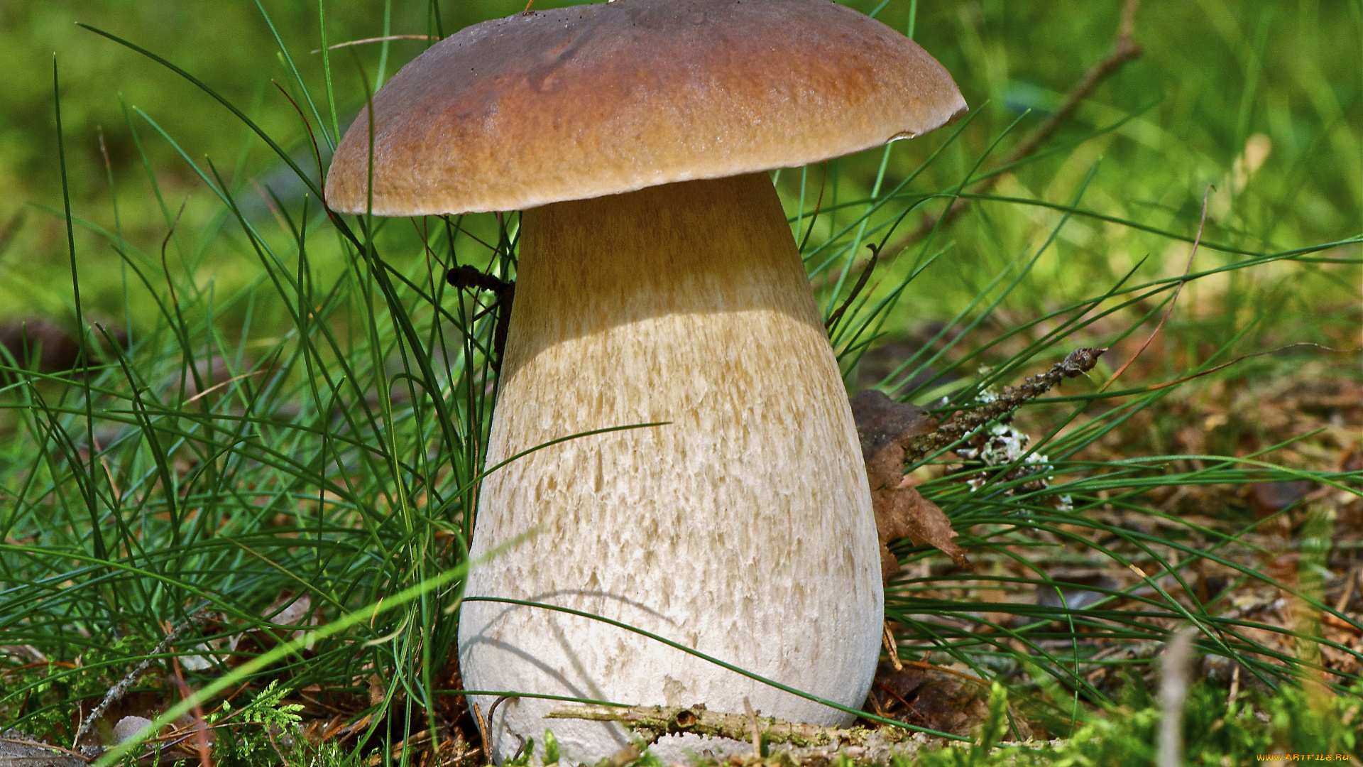 белый, гриб, природа, грибы, белый, трава, боровик, гриб