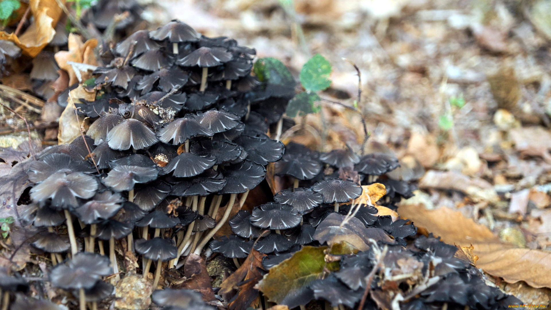 природа, грибы, семейка, грибная